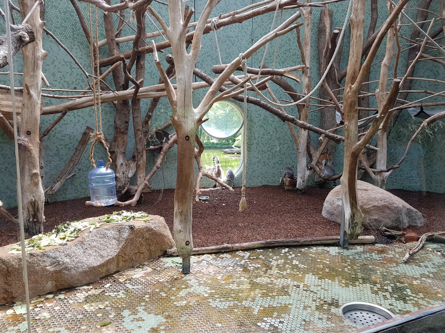 Ring-tailed Lemur Indoor Exhibir, Monkey World