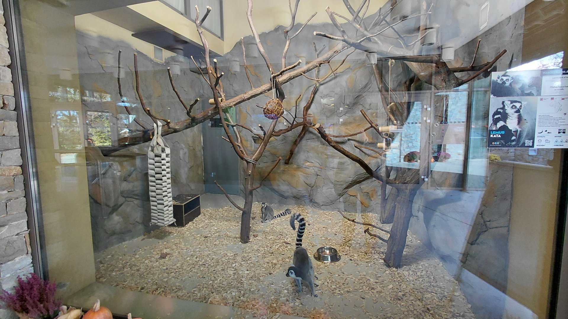 Ring-tailed lemur indoor exhibit #1