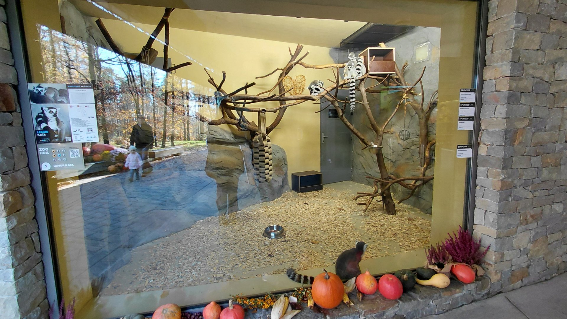 Ring-tailed lemur indoor exhibit #2