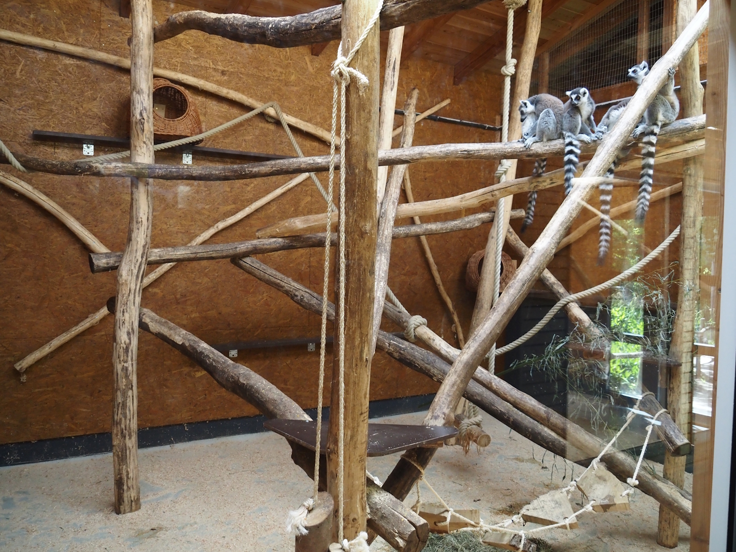 Ring-tailed lemur indoor exhibit, 2025-05-22