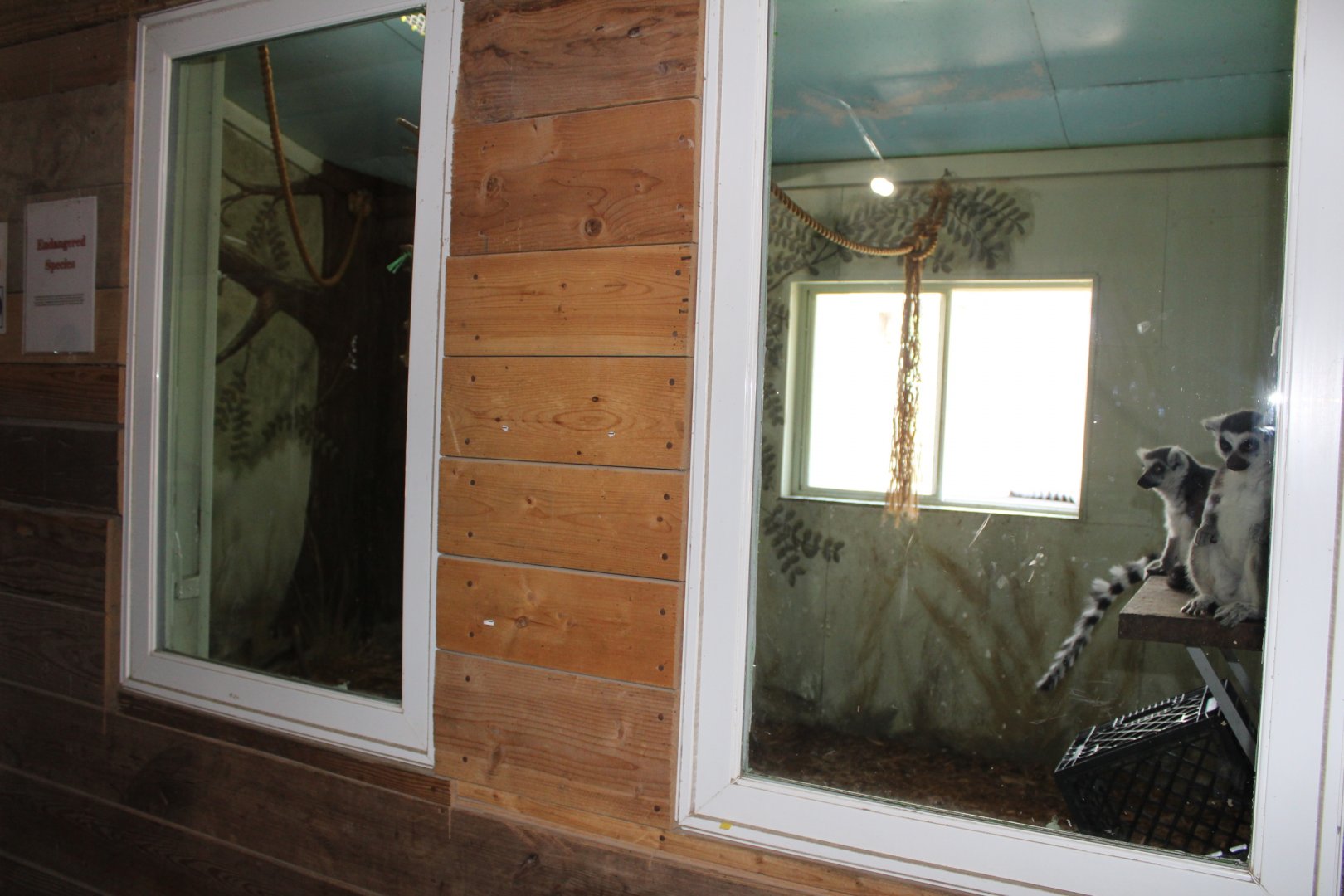 Ring-Tailed Lemur Indoor Exhibit