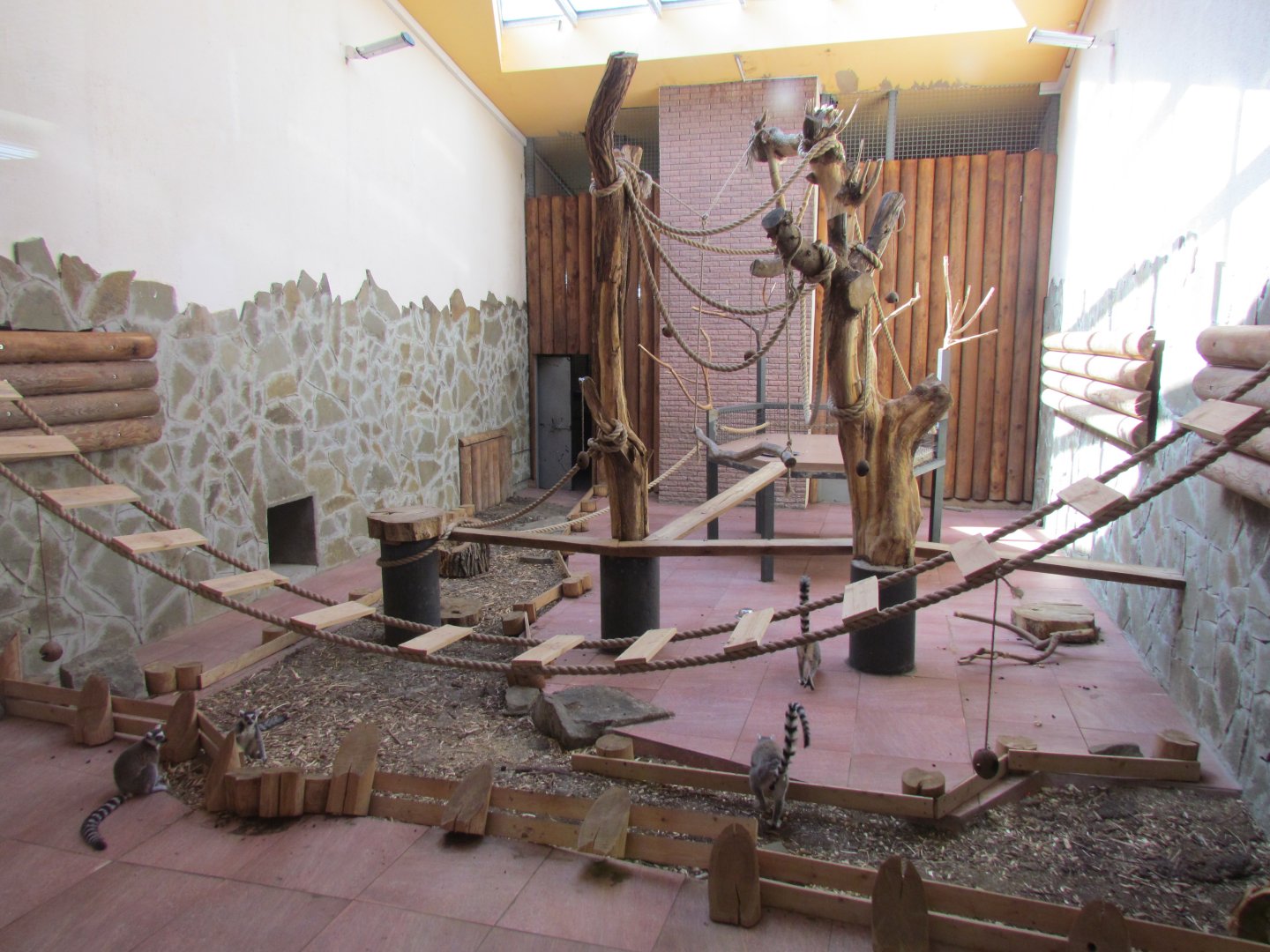 Ring-tailed lemur indoor exhibit