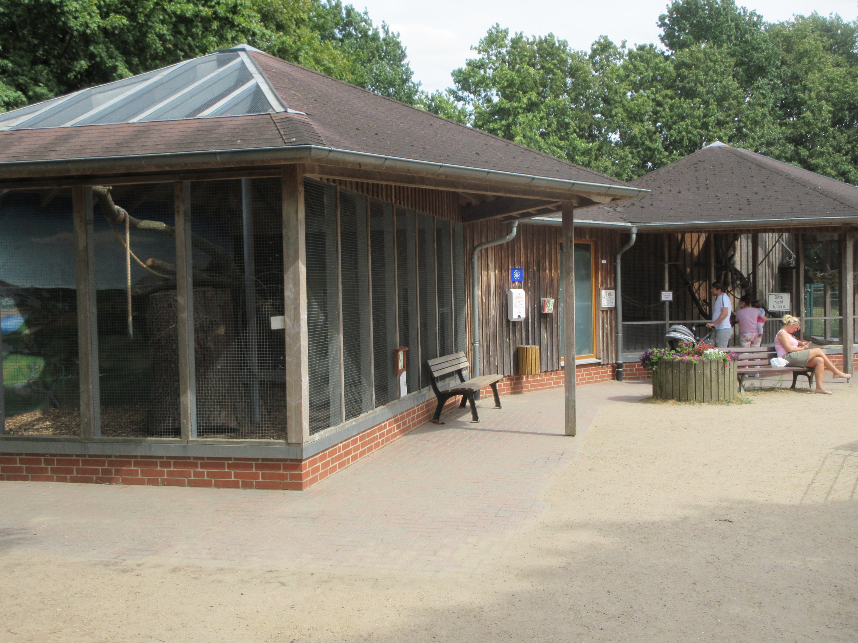 Ring-tailed Lemur - indoor exhibit