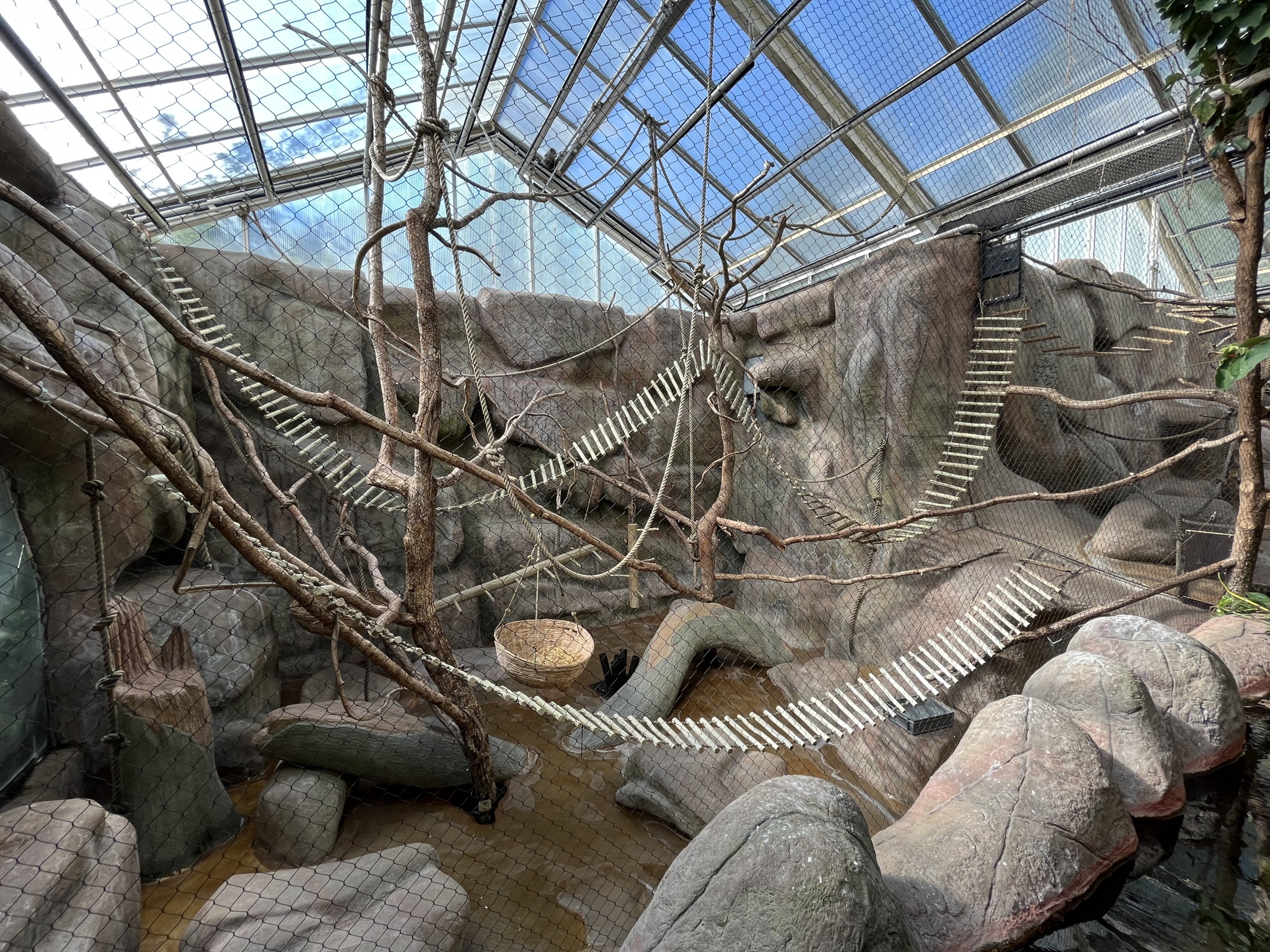 Ring-tailed Lemur Indoor Exhibit