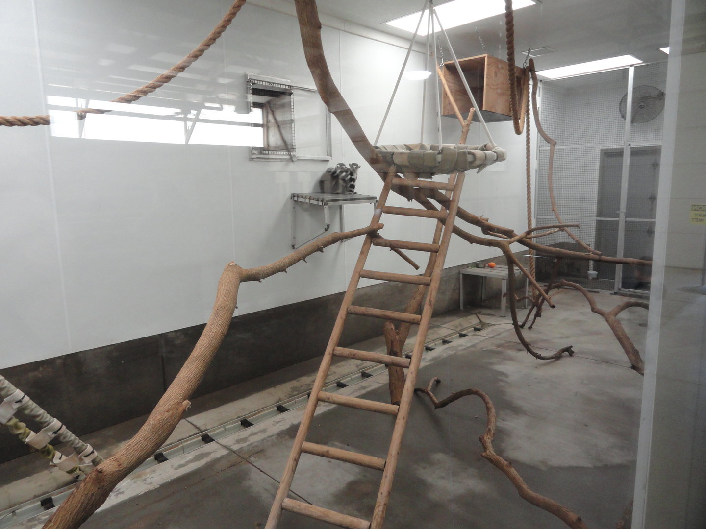 Ring Tailed Lemur Indoor Exhibit