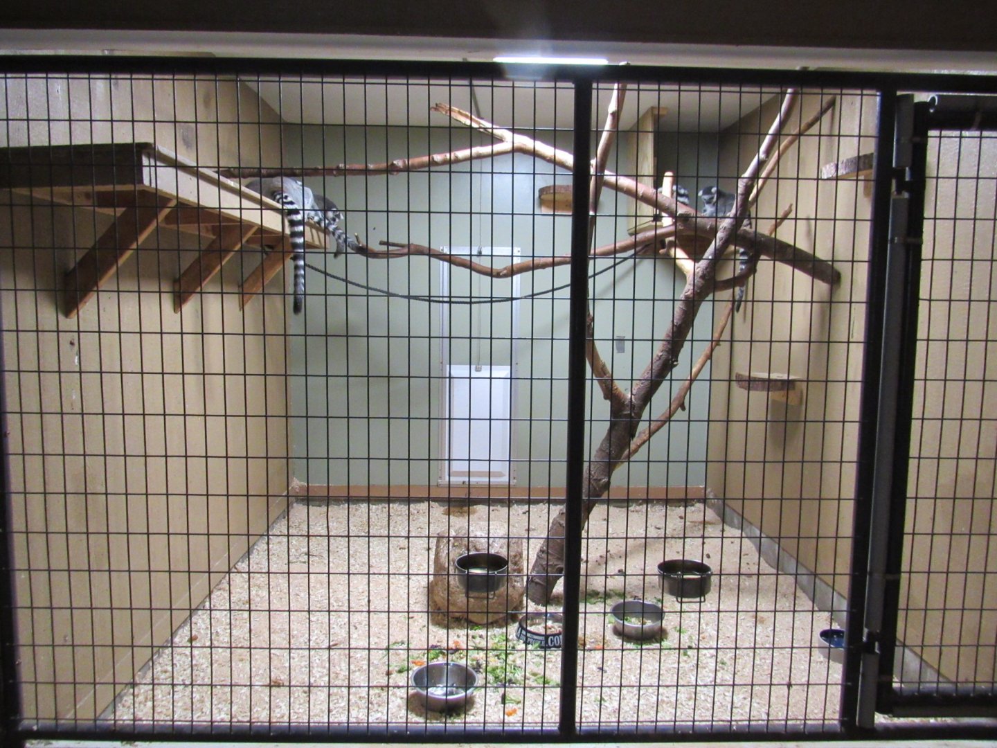 Ring Tailed Lemur Indoor Exhibit