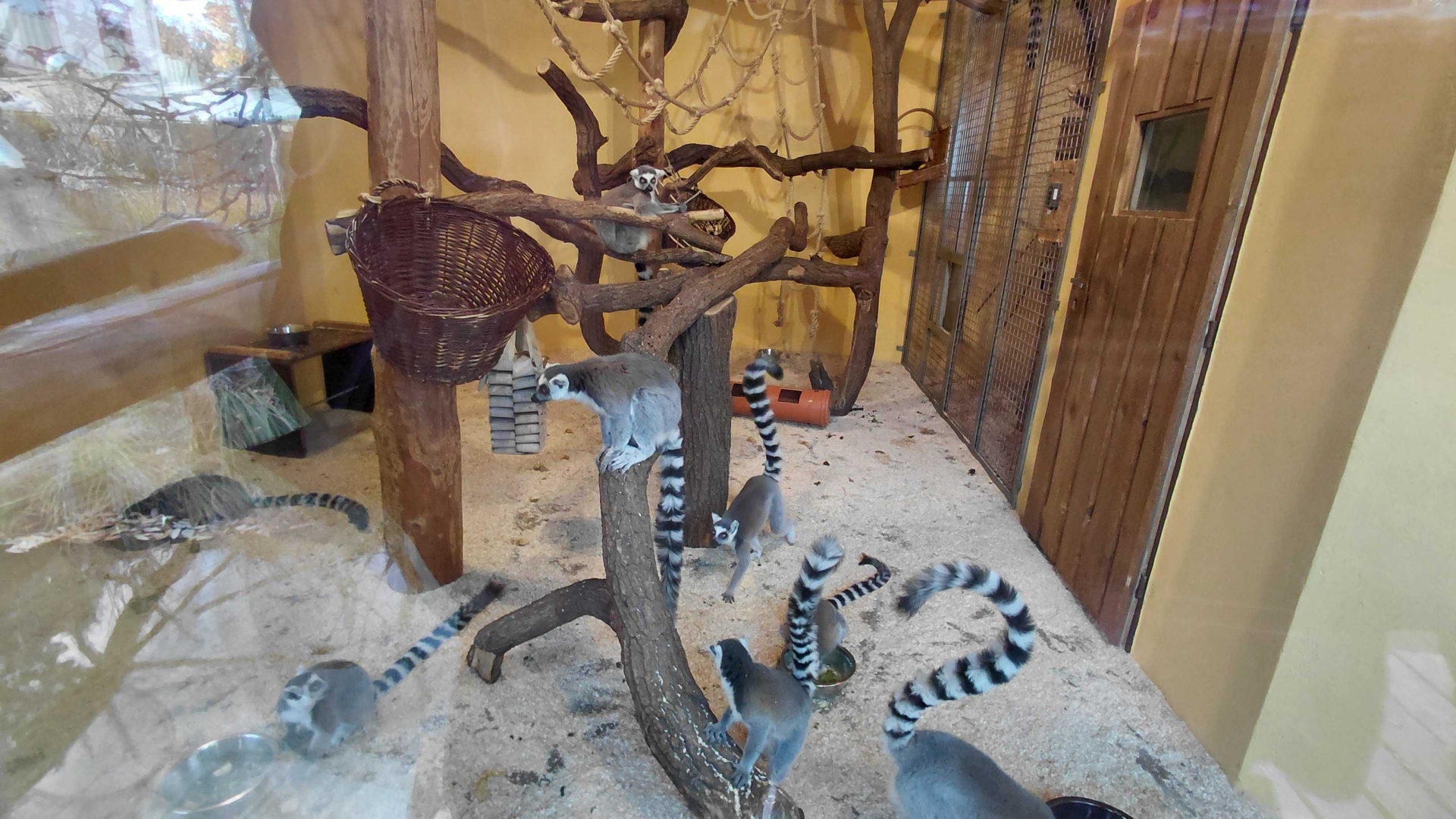 Ring-tailed lemur indoor exhibit