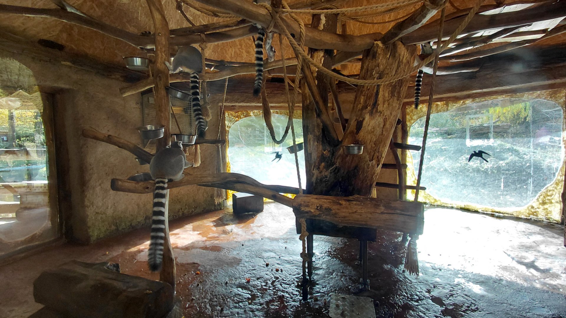 Ring-tailed lemur indoor exhibit