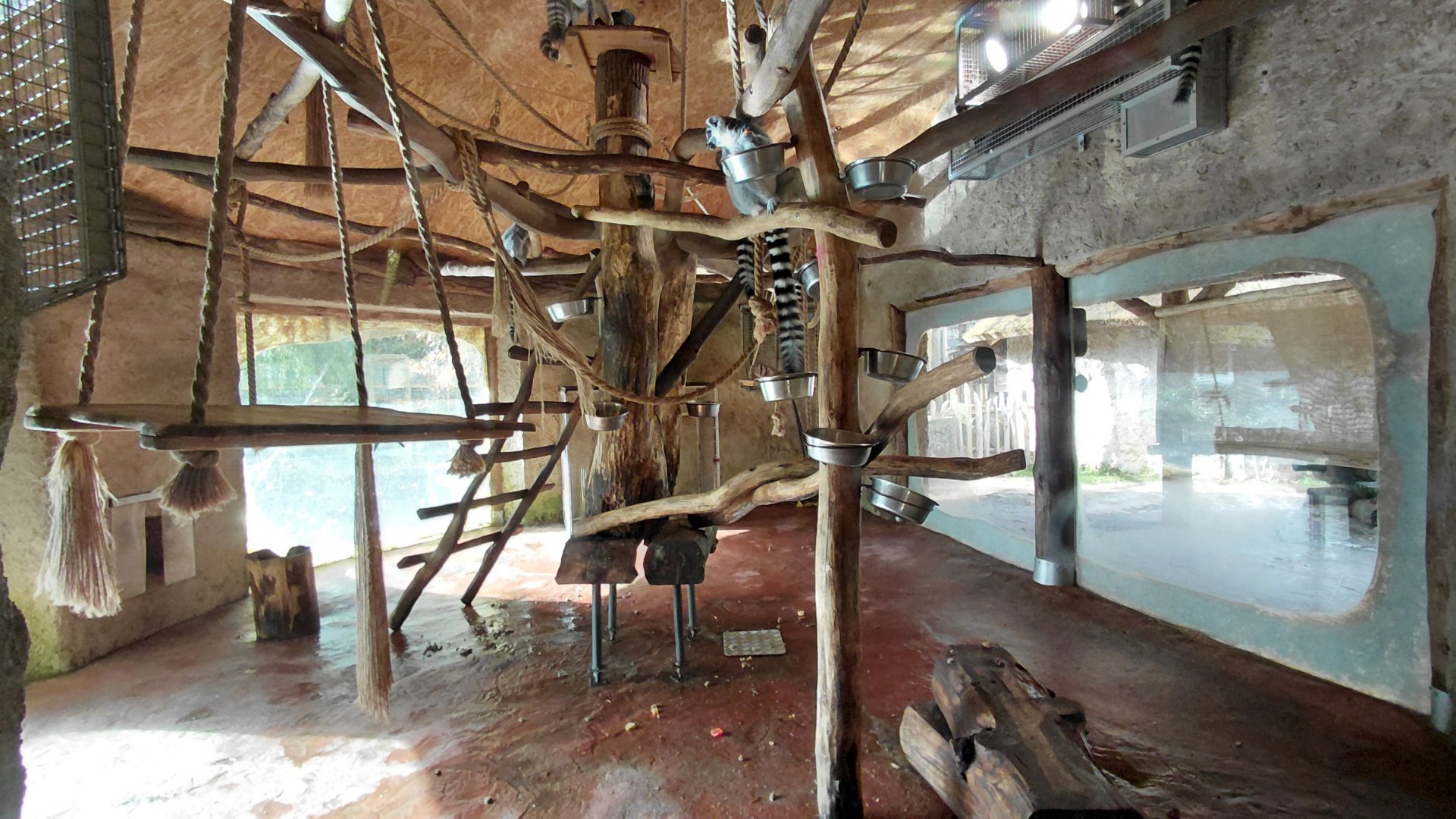 Ring-tailed lemur indoor exhibit