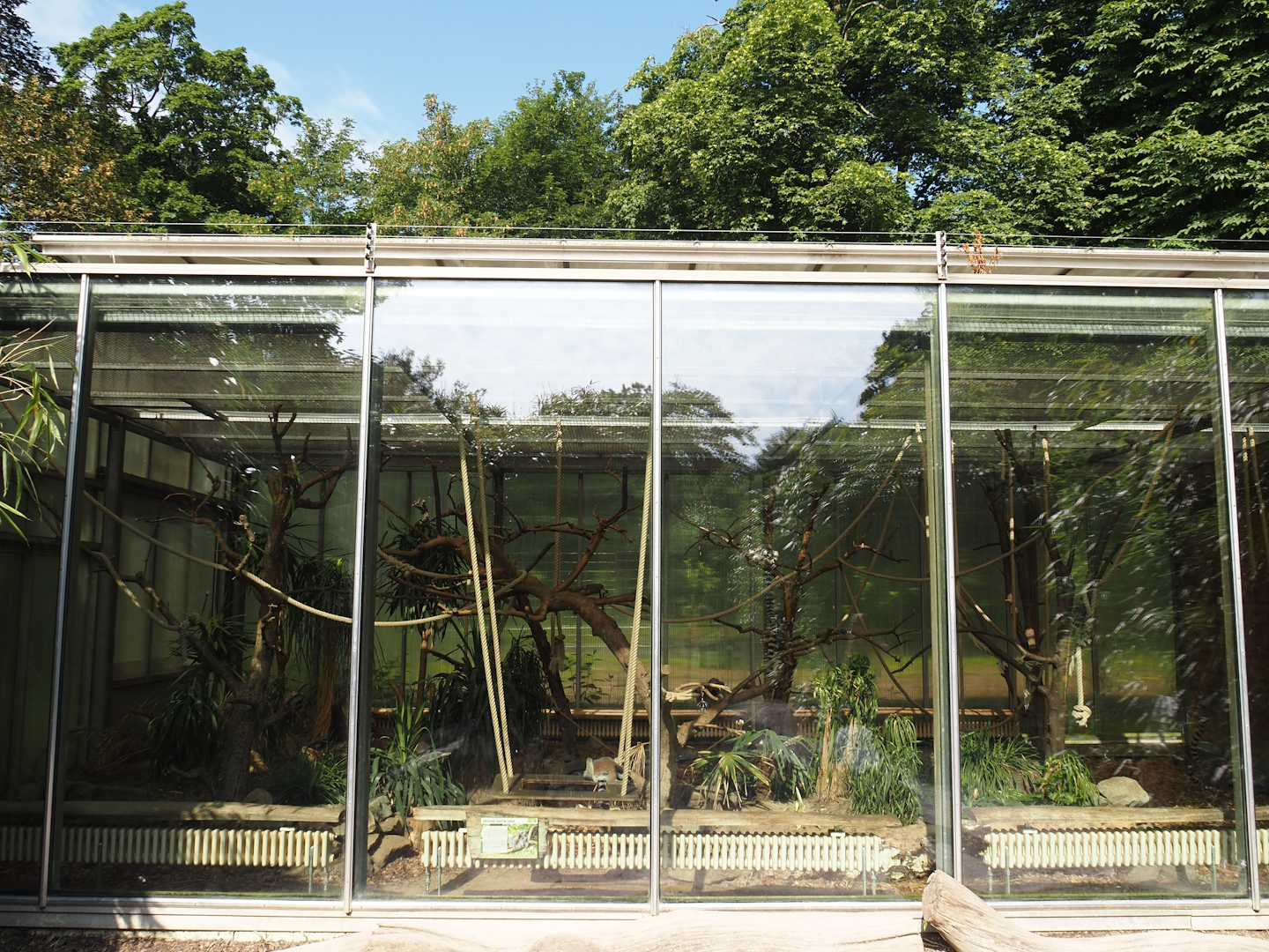 Ring-tailed lemur indoor housing, 2024-06-08