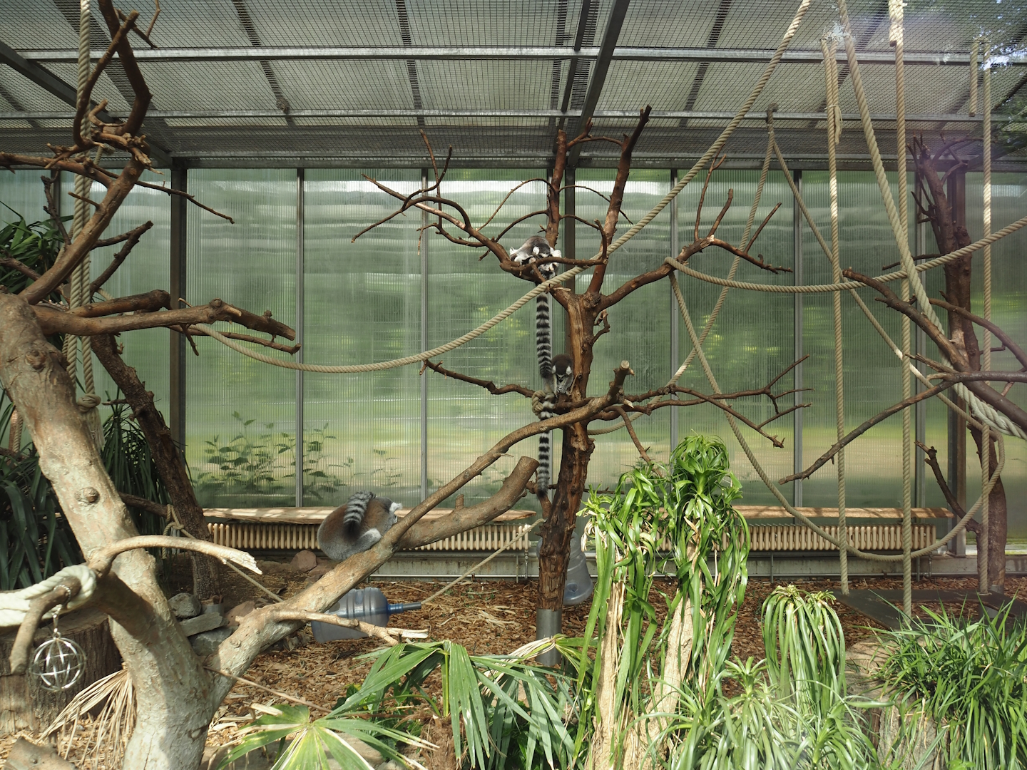 Ring-tailed lemur indoor housing, 2024-06-08