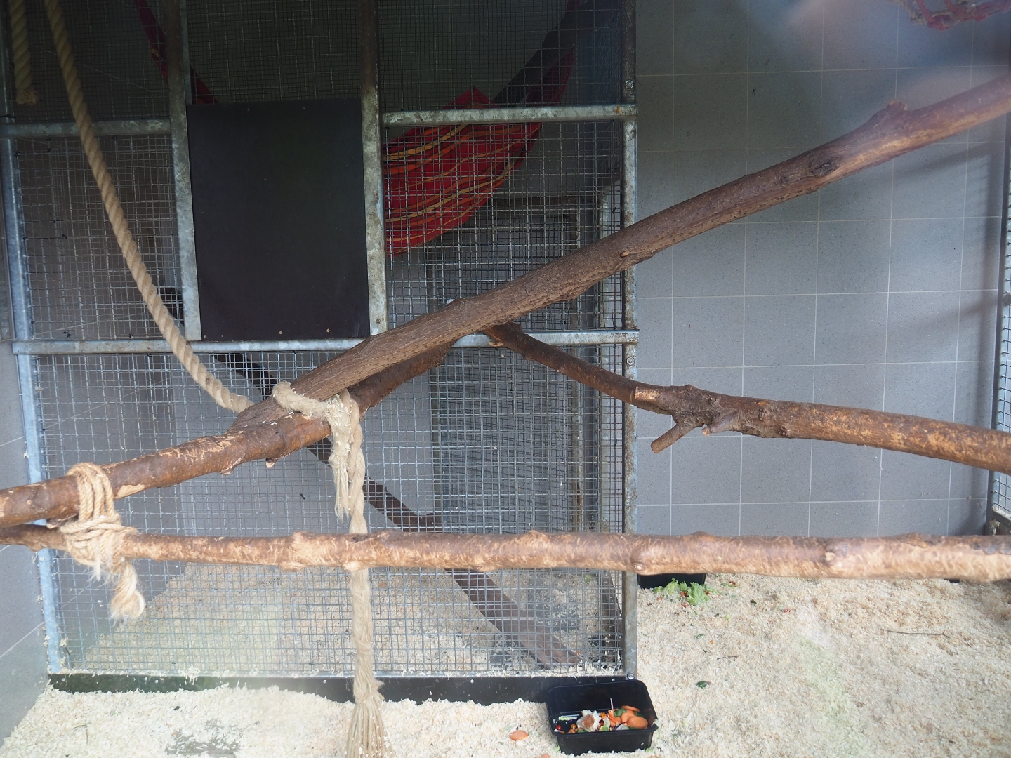 Ring-tailed lemur indoor housing (Aug 28th, 2018)