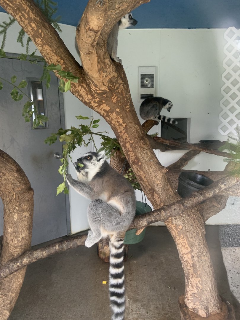 Ring-tailed lemur indoor housing