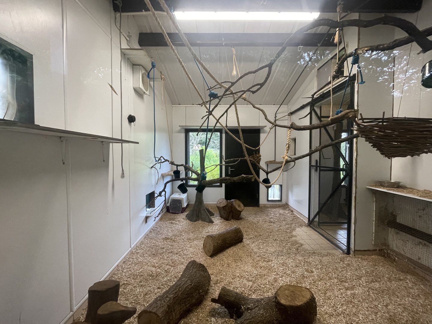 Ring-Tailed Lemur Indoor Quarters (Left Side)