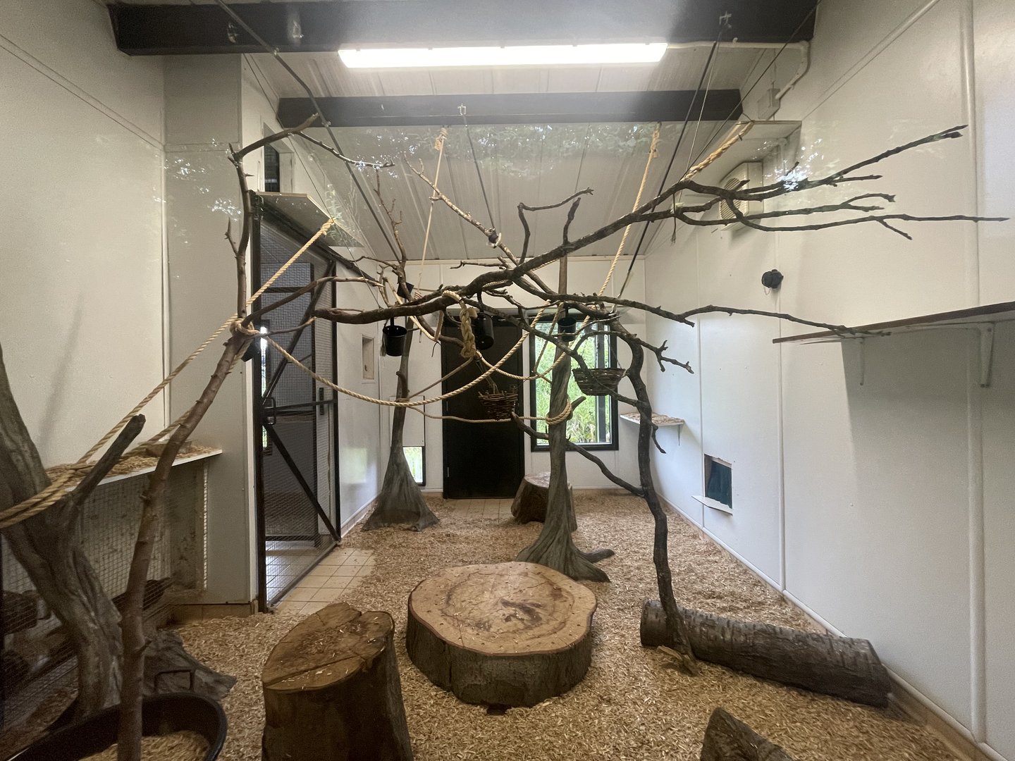 Ring-Tailed Lemur Indoor Quarters (Right Side)