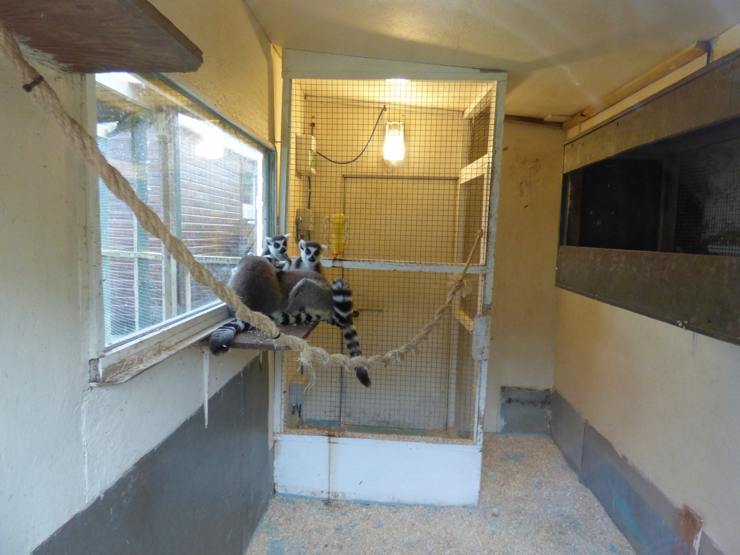 Ring-Tailed Lemur Indoor