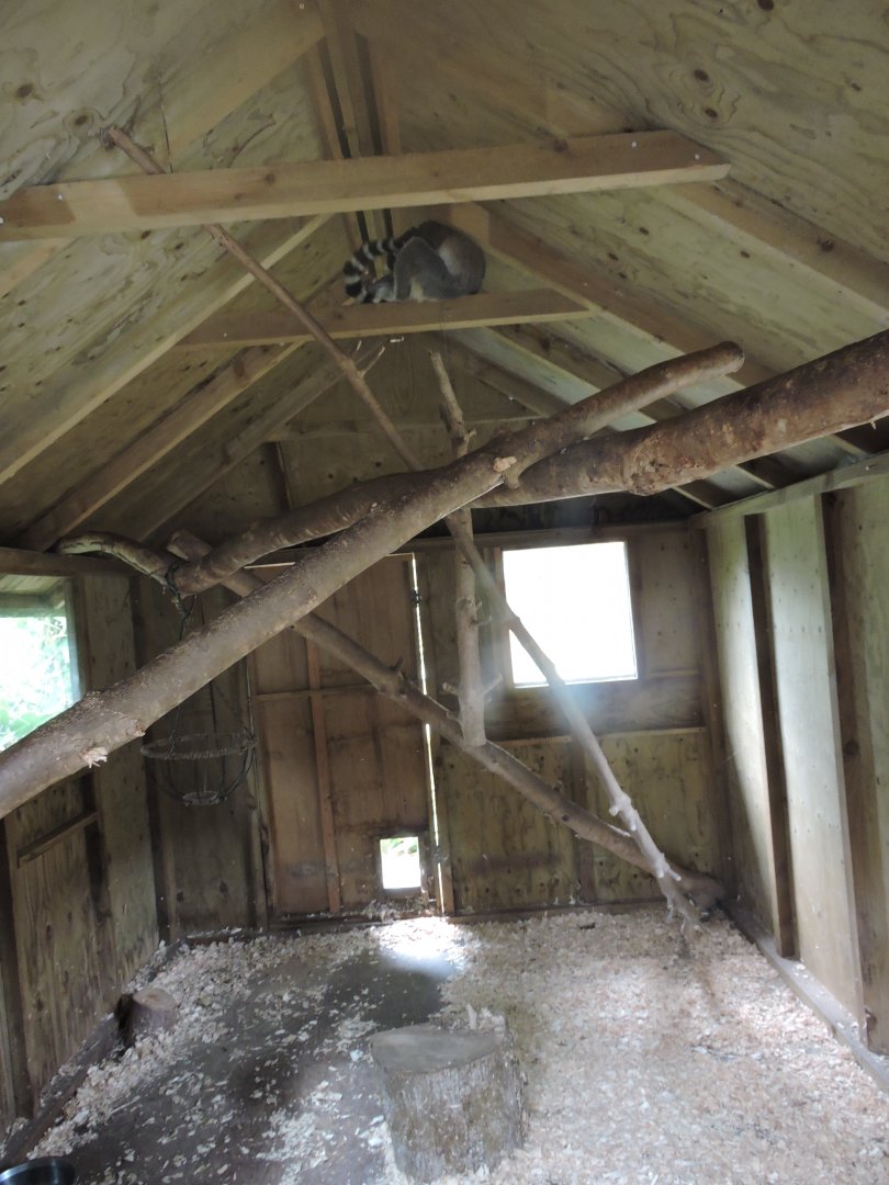 Ring Tailed Lemur indoor
