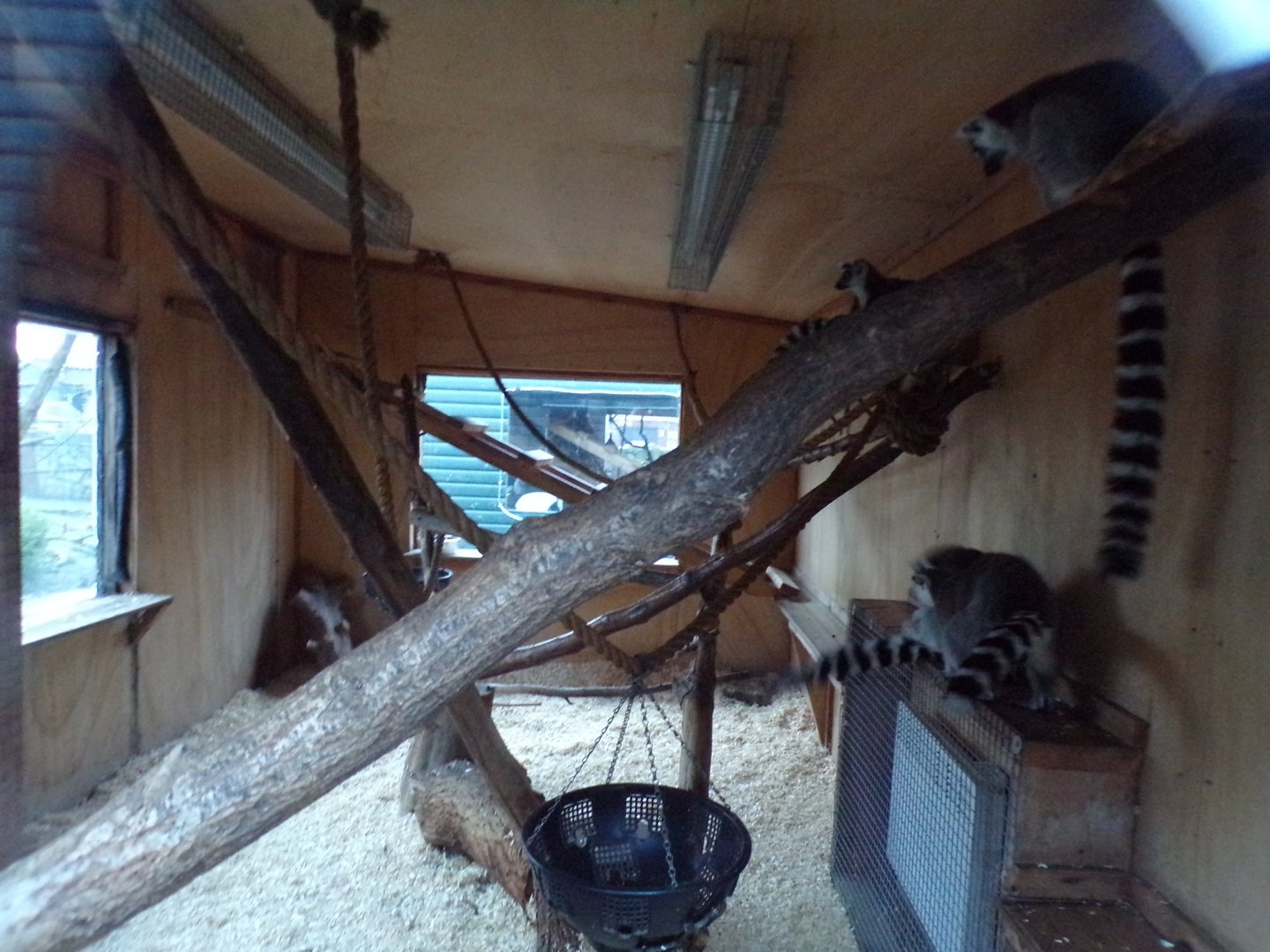 Ring tailed lemur indoors 1.1.23