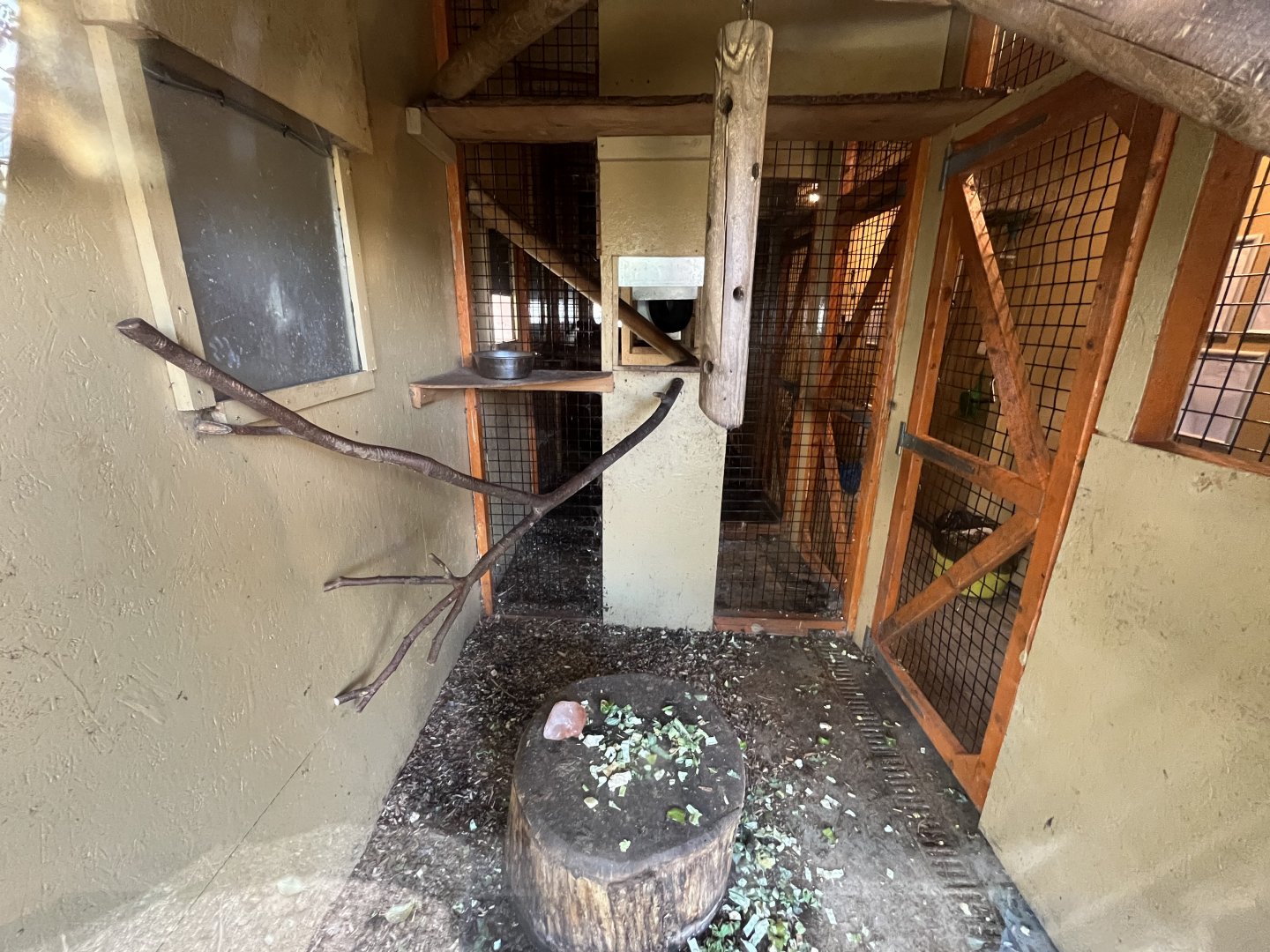 Ring-tailed lemur indoors 1.9.25