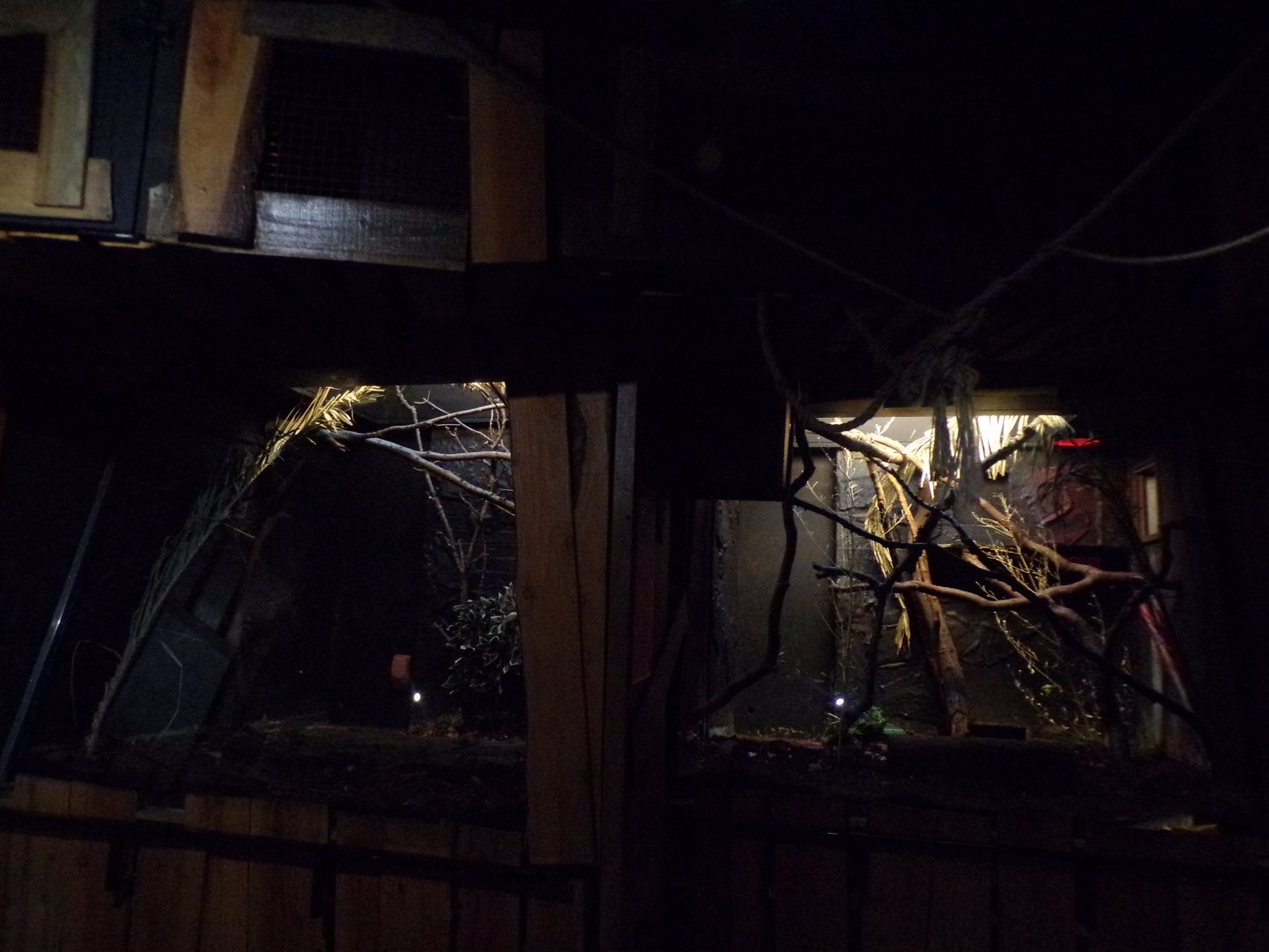 Ring-tailed lemur indoors 11.2.25