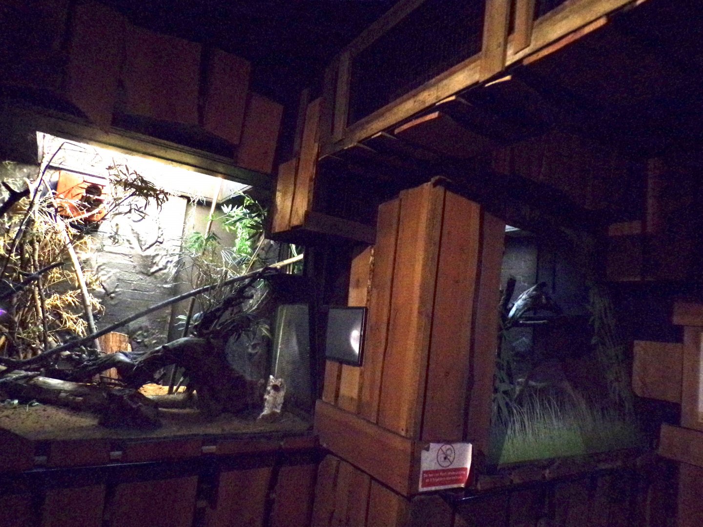 Ring-tailed lemur indoors 11.2.25