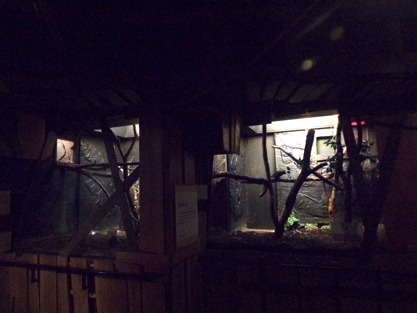 Ring-tailed lemur indoors 11.2.25