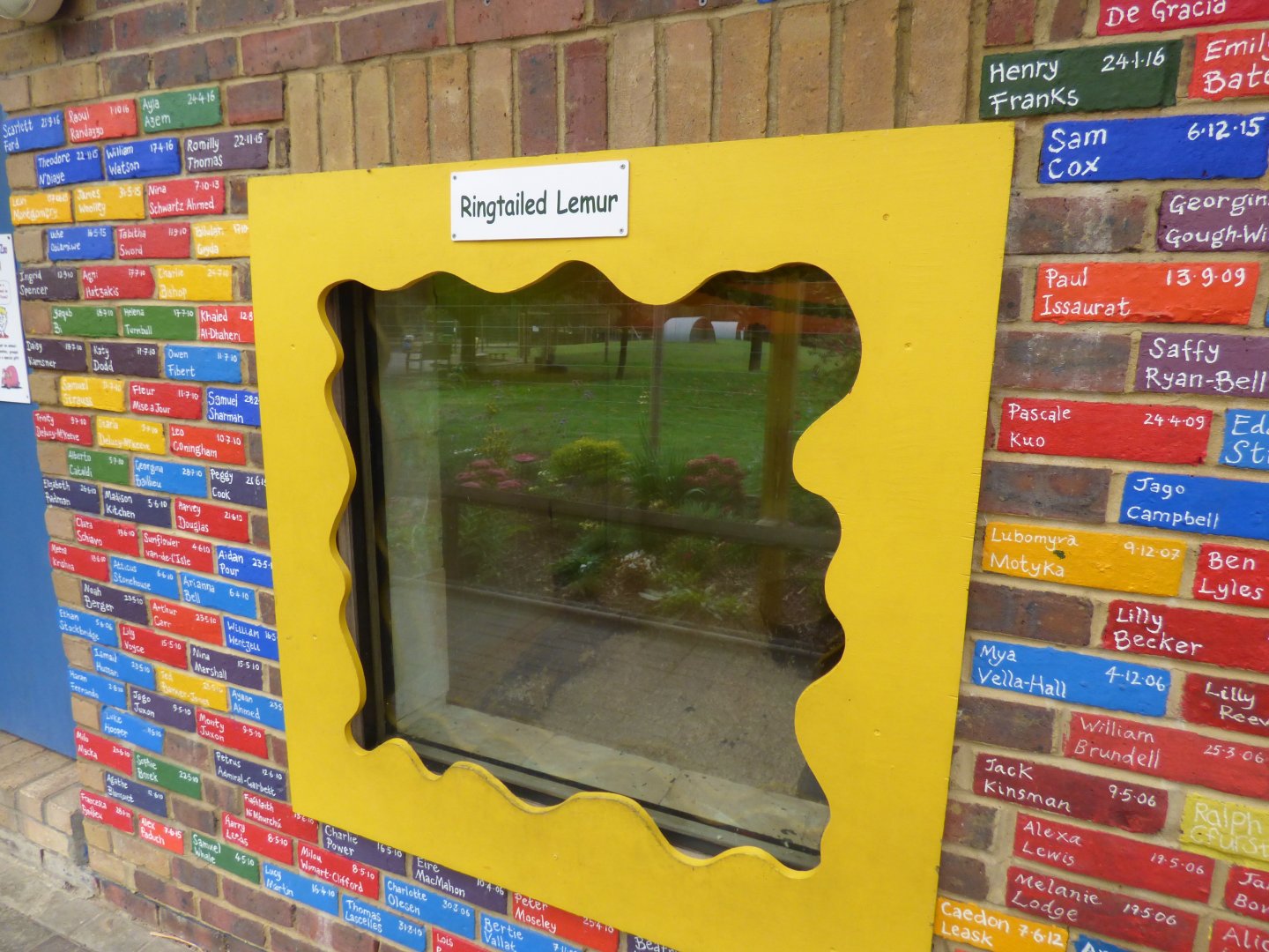 Ring-tailed Lemur Indoors Viewing Window