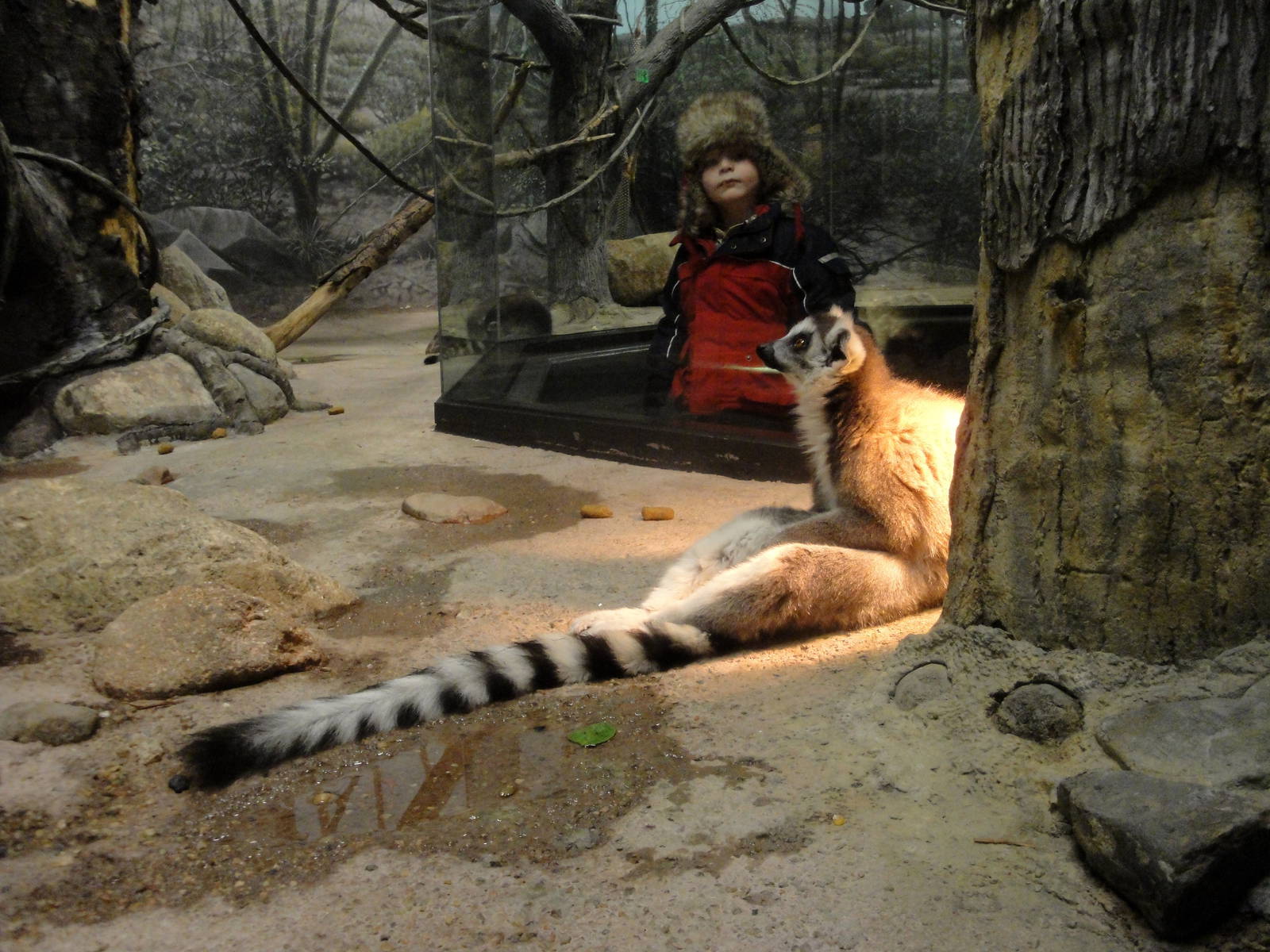 Ring-tailed Lemur Indoors
