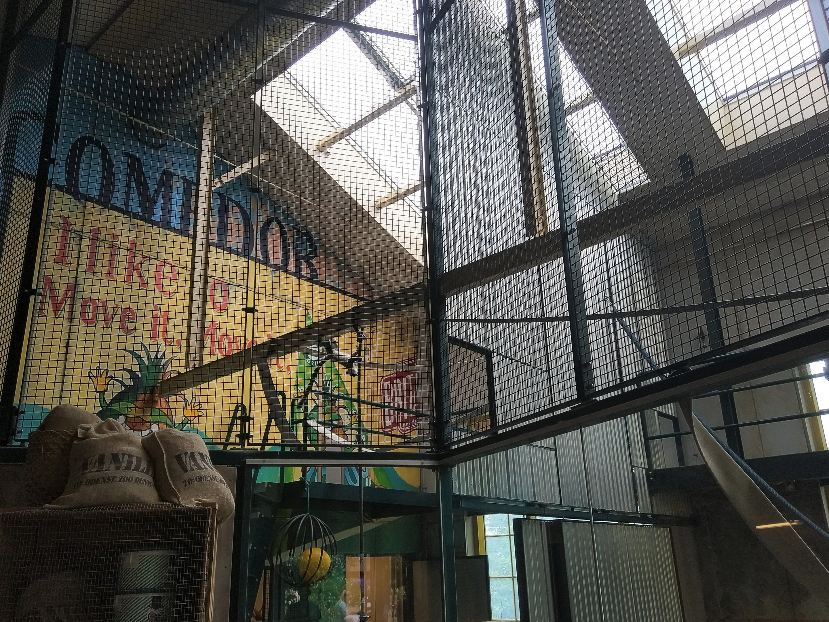 Ring-tailed Lemur Indoors