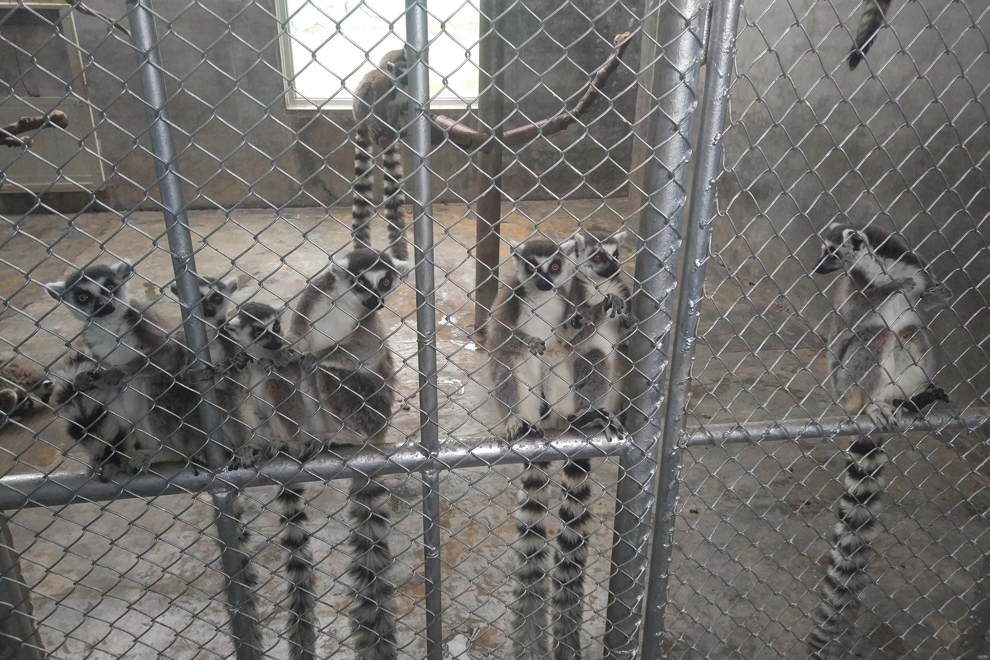 Ring-tailed Lemur Indoors