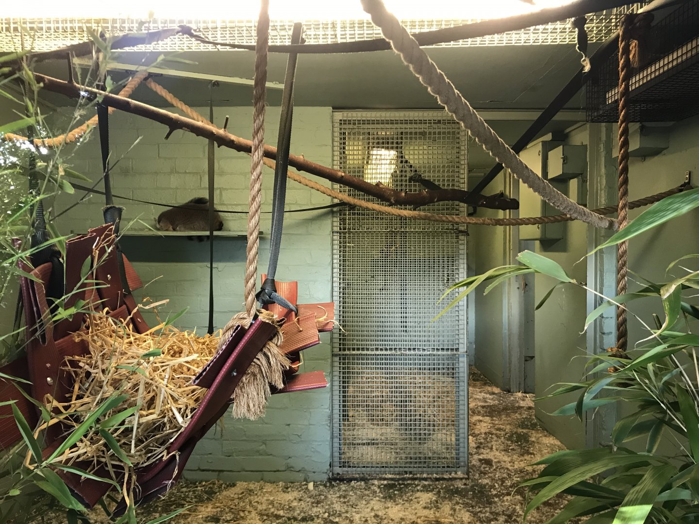 Ring tailed lemur indoors