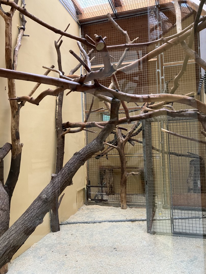 Ring-tailed lemur indoors