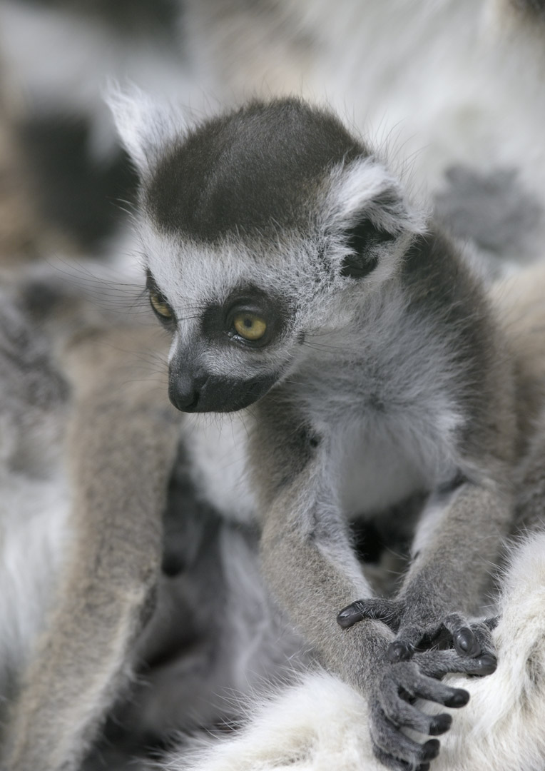 Ring-tailed lemur infant
