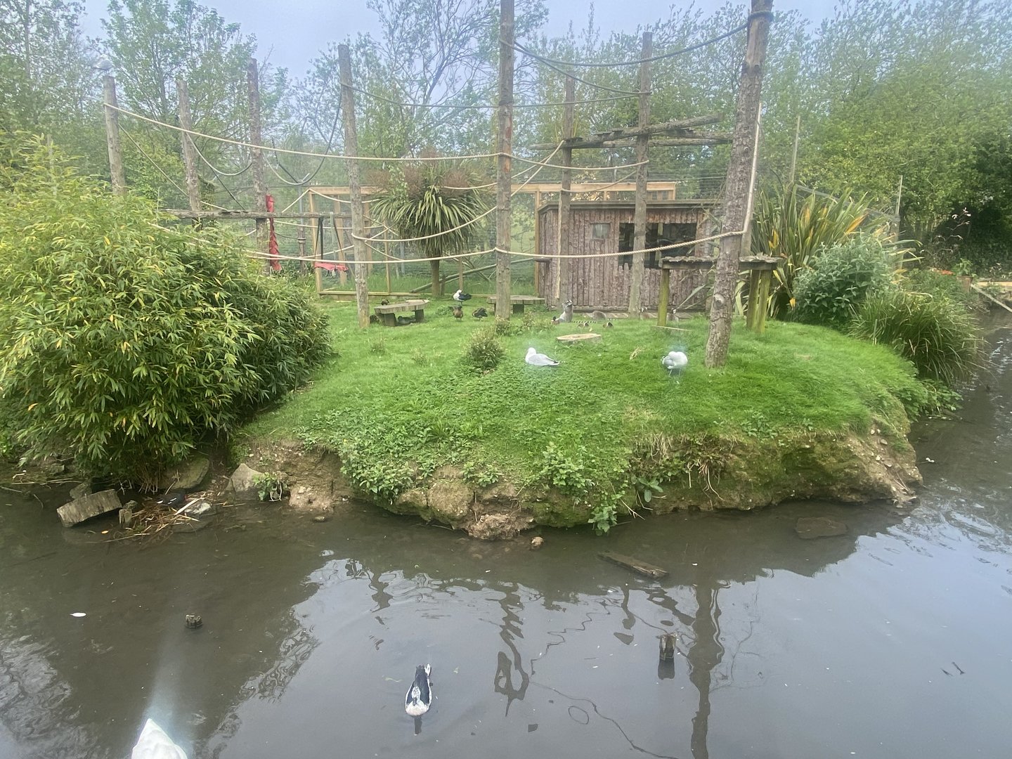 Ring-tailed lemur island 060523