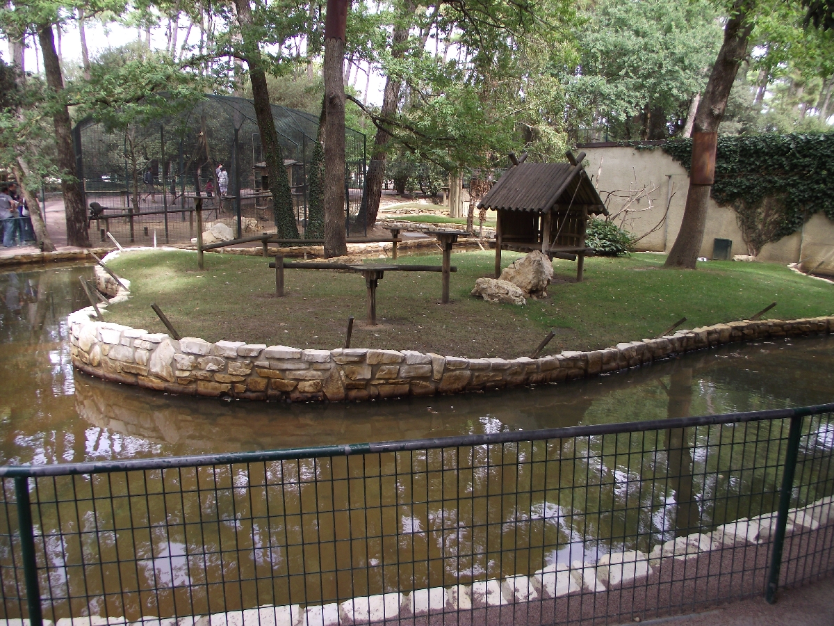 Ring-tailed Lemur Island #1