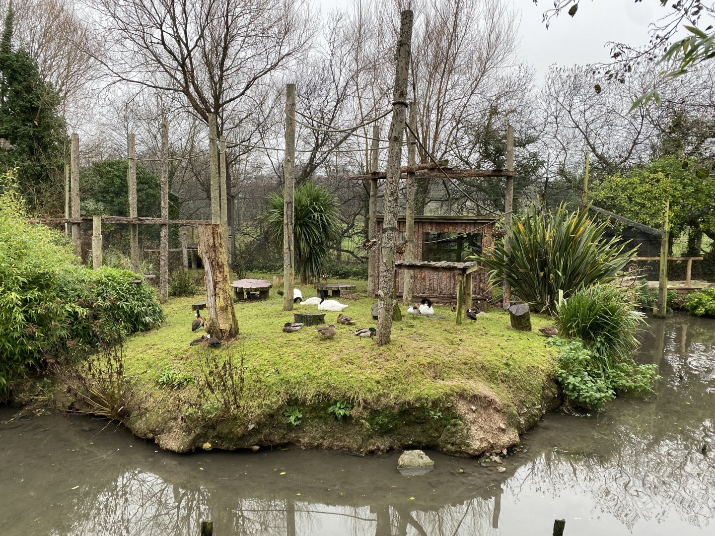 Ring-tailed lemur island 111221