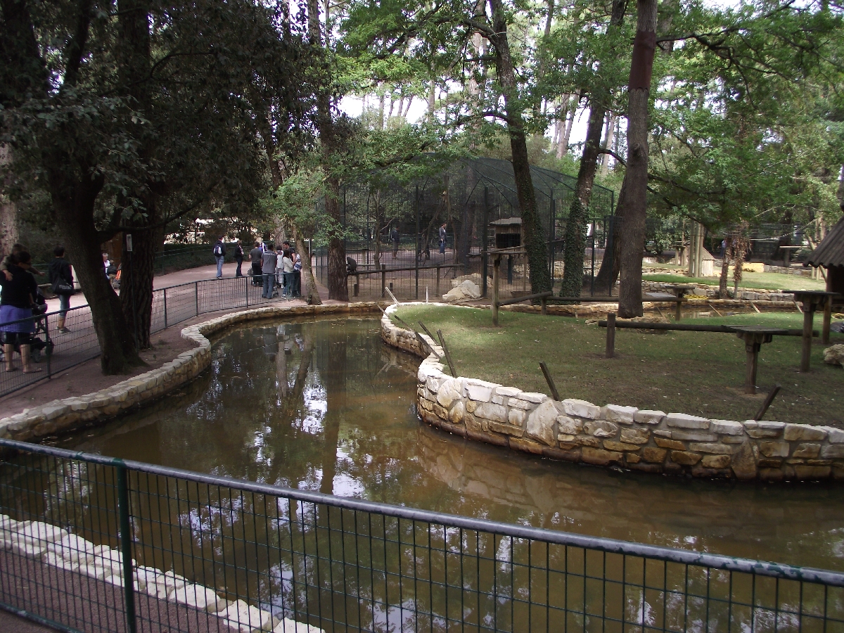 Ring-tailed Lemur Island #2