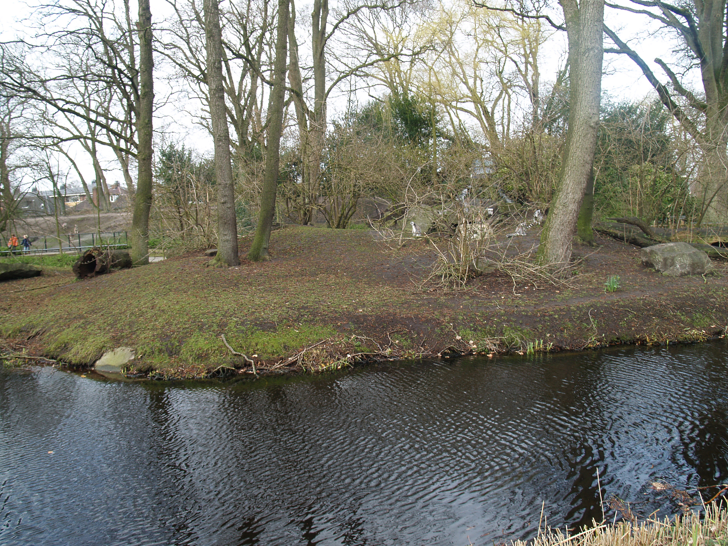 Ring-tailed lemur island, 2008-03-01