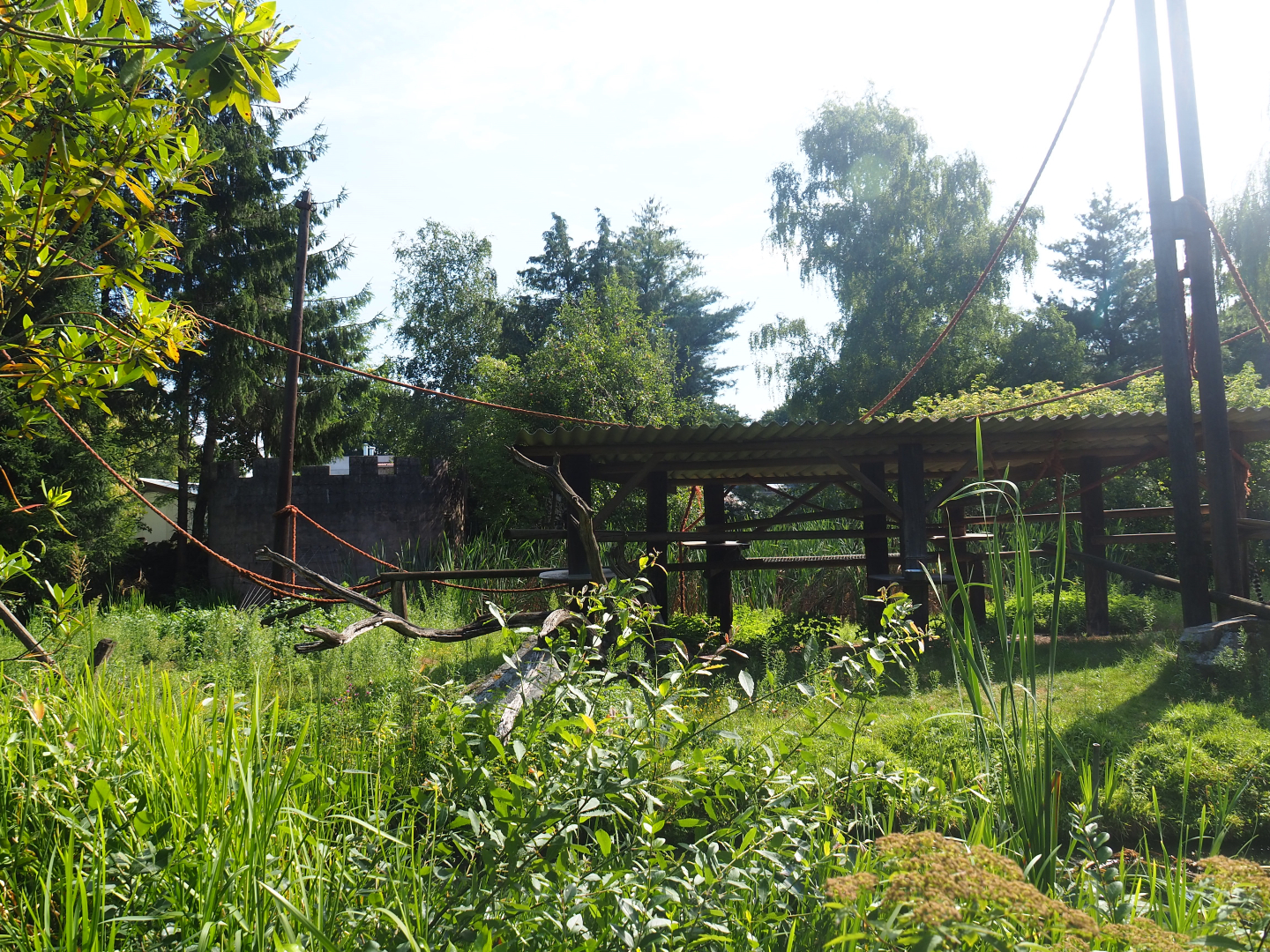 Ring-tailed lemur island, 2019-08-11