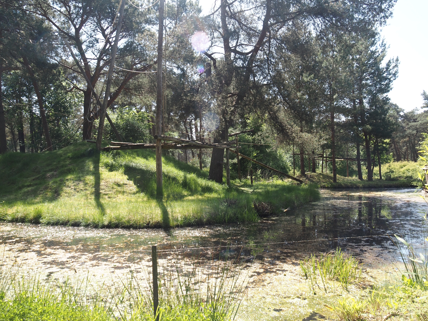 Ring-tailed lemur island, 2025-04-30