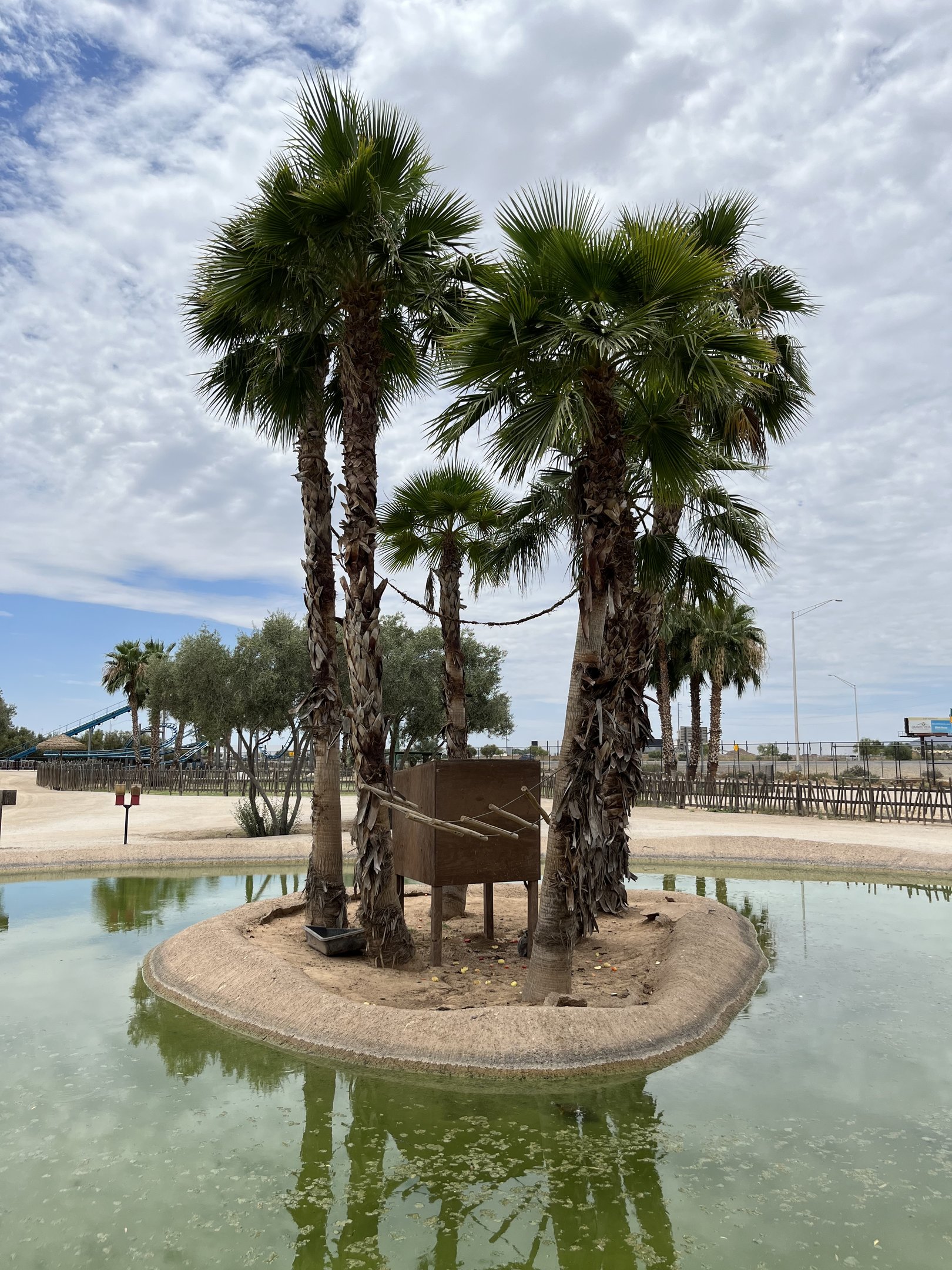 Ring-tailed Lemur Island #3