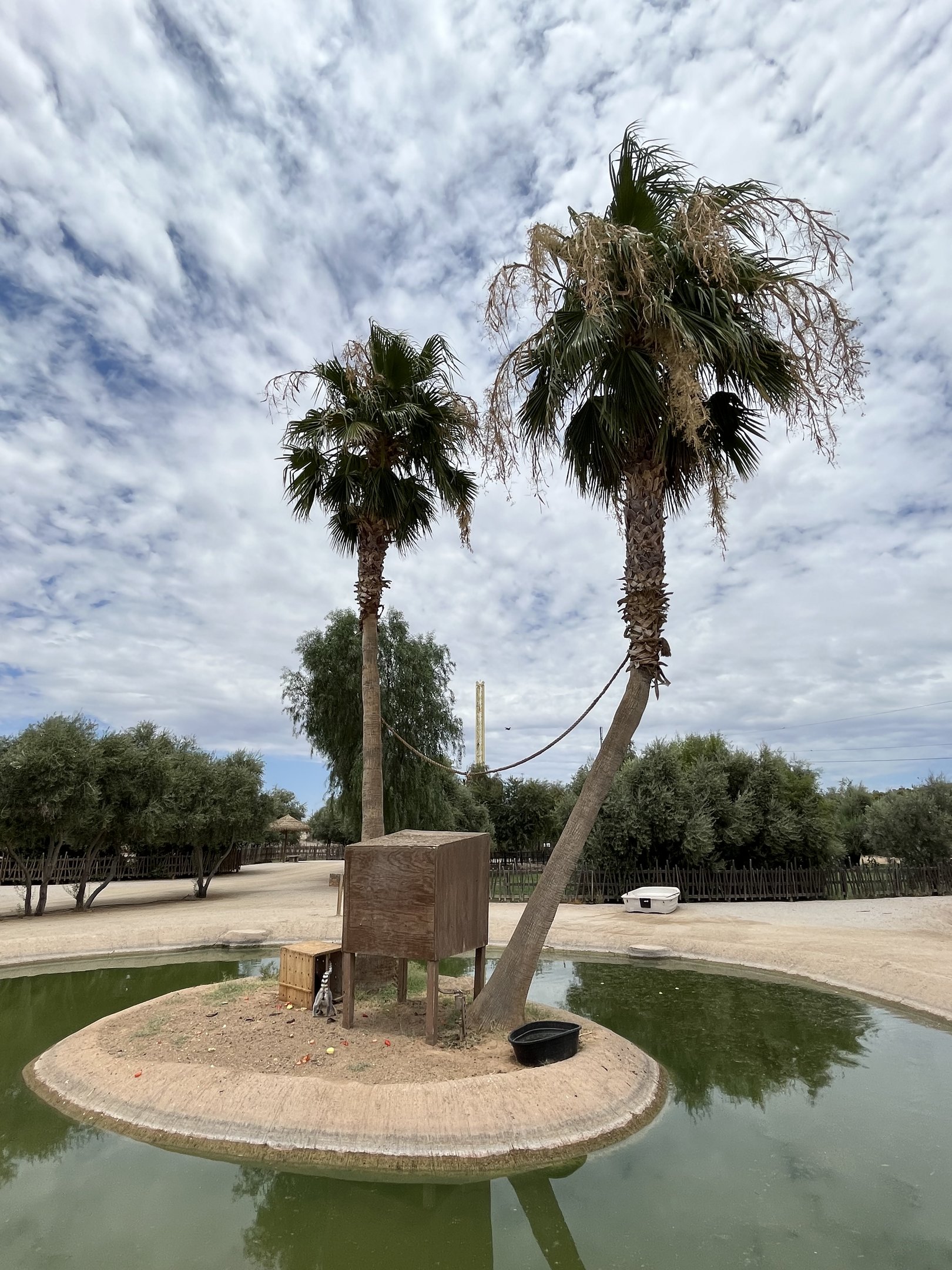 Ring-tailed Lemur Island #4