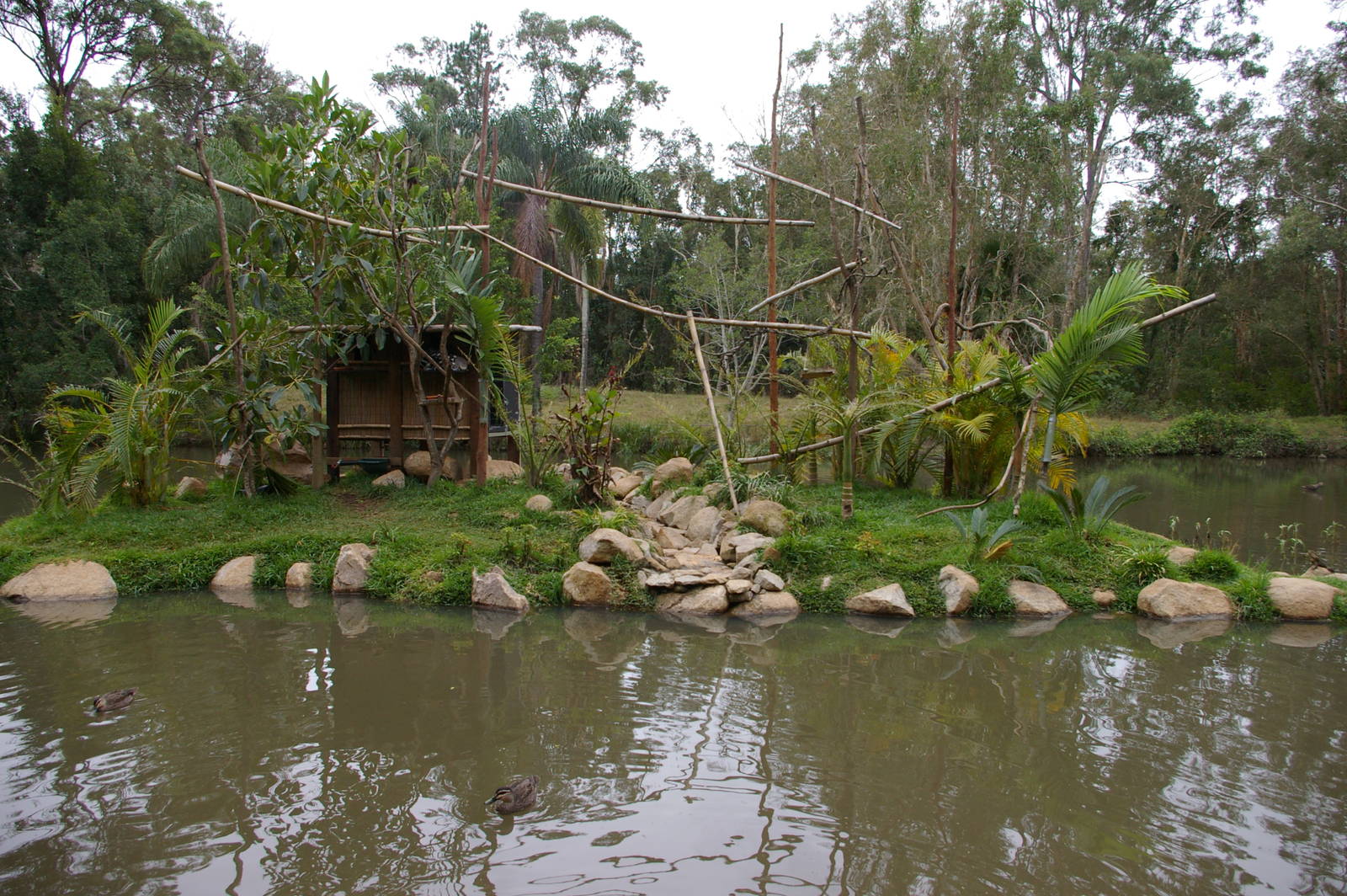 ring-tailed lemur island, Alma Park Zoo