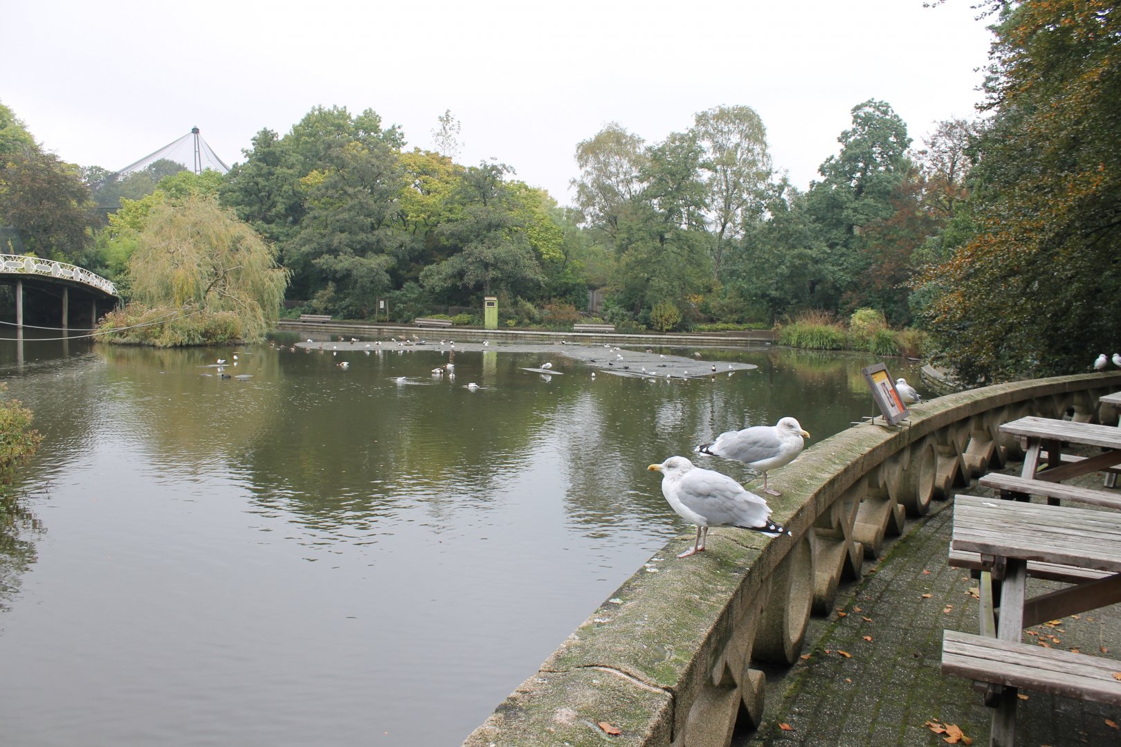Ring-tailed lemur island and Waterfowl-pond