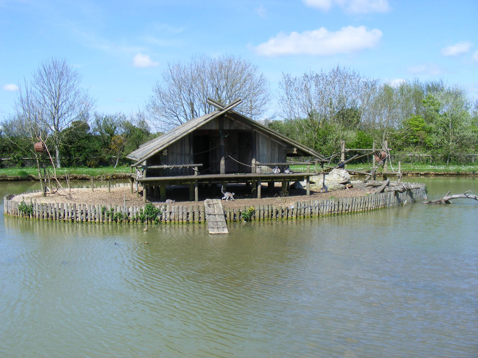 Ring-tailed lemur island at Folly Farm Zoo, 2 May 2010