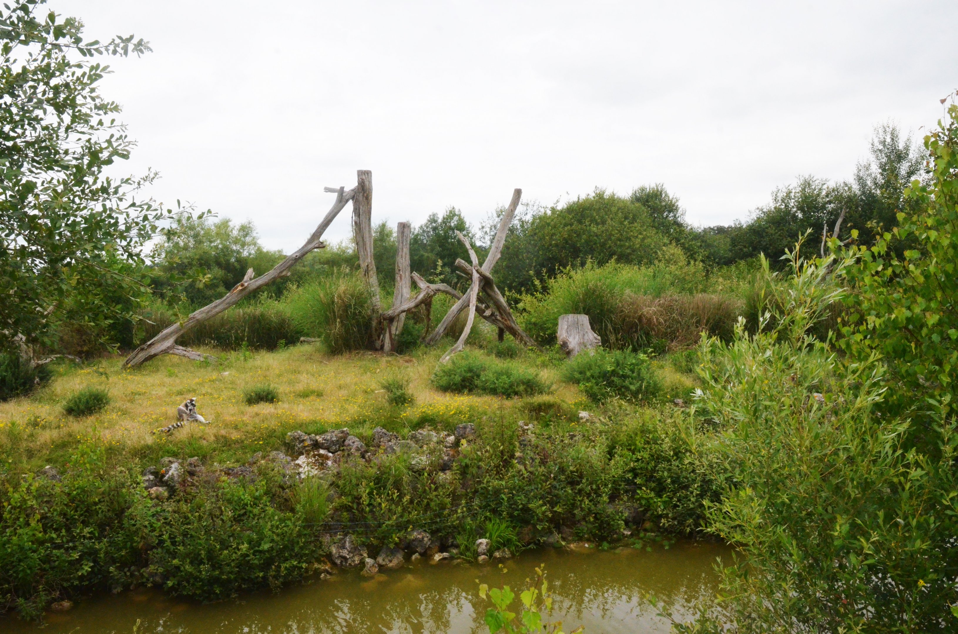 Ring-tailed Lemur Island at Haute-Touche, 14/06/18