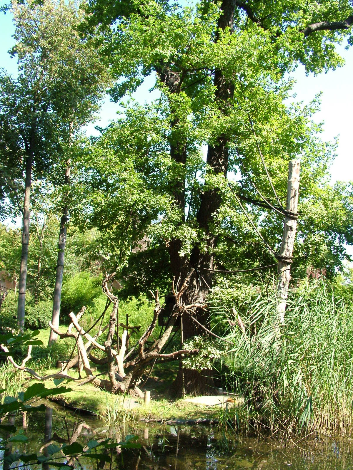 Ring-tailed Lemur Island at Leipzig, 02/09/11