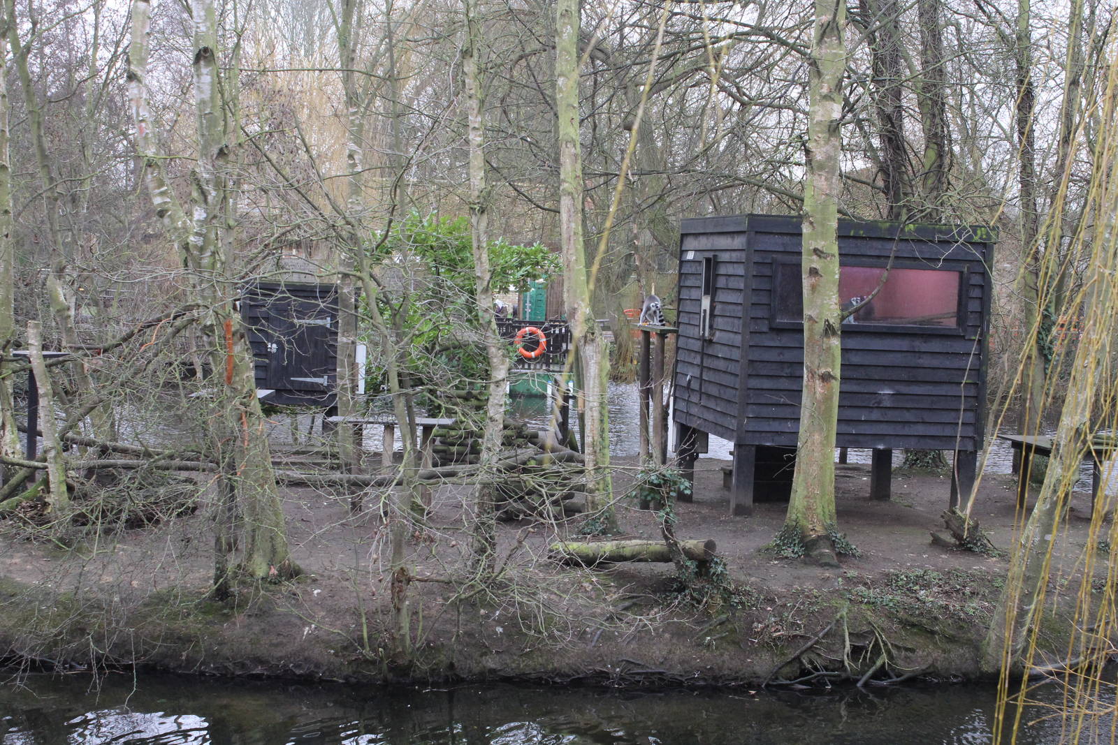 Ring-tailed Lemur Island exhibit 1-1-15