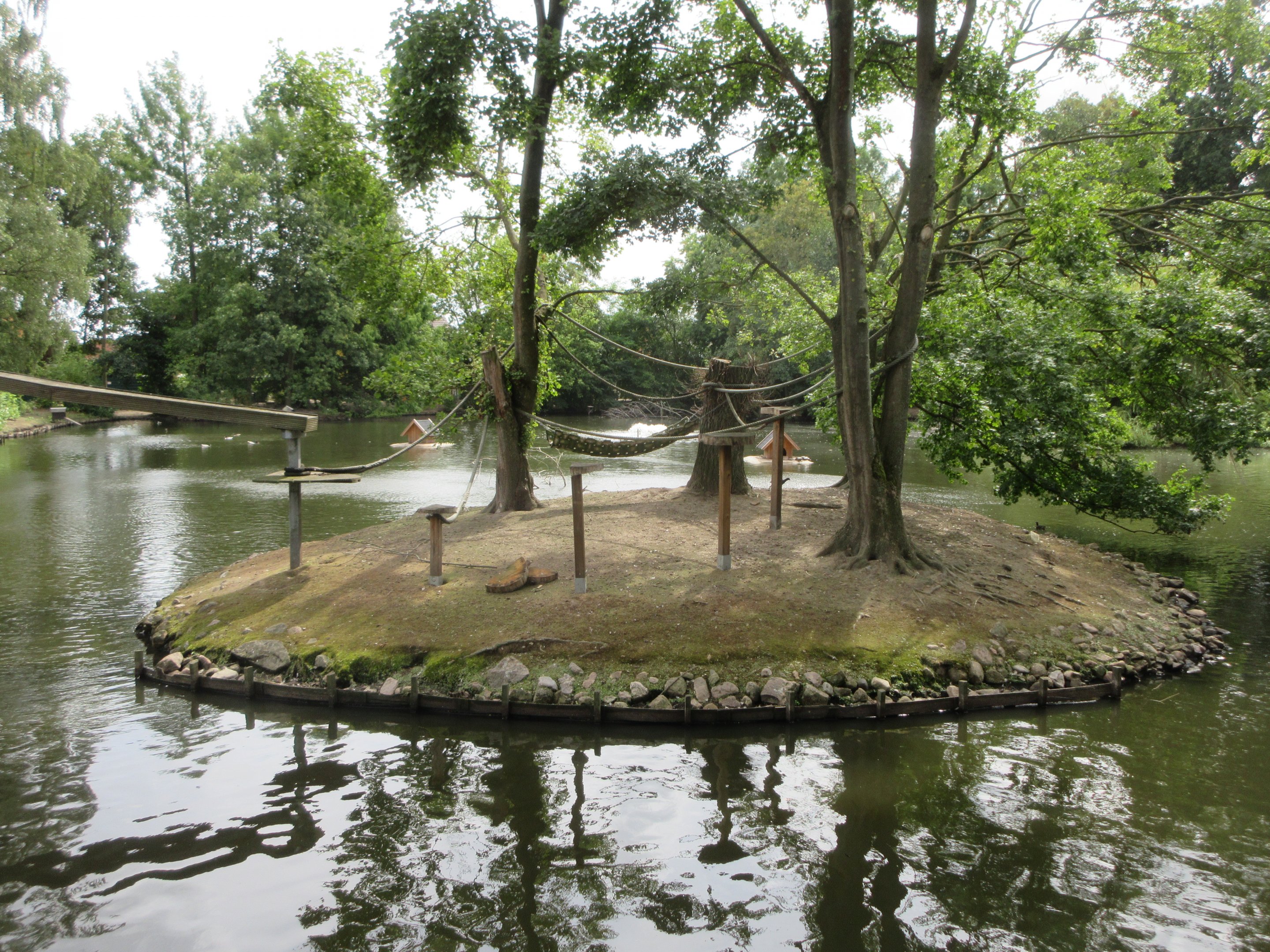 Ring-tailed Lemur - island exhibit