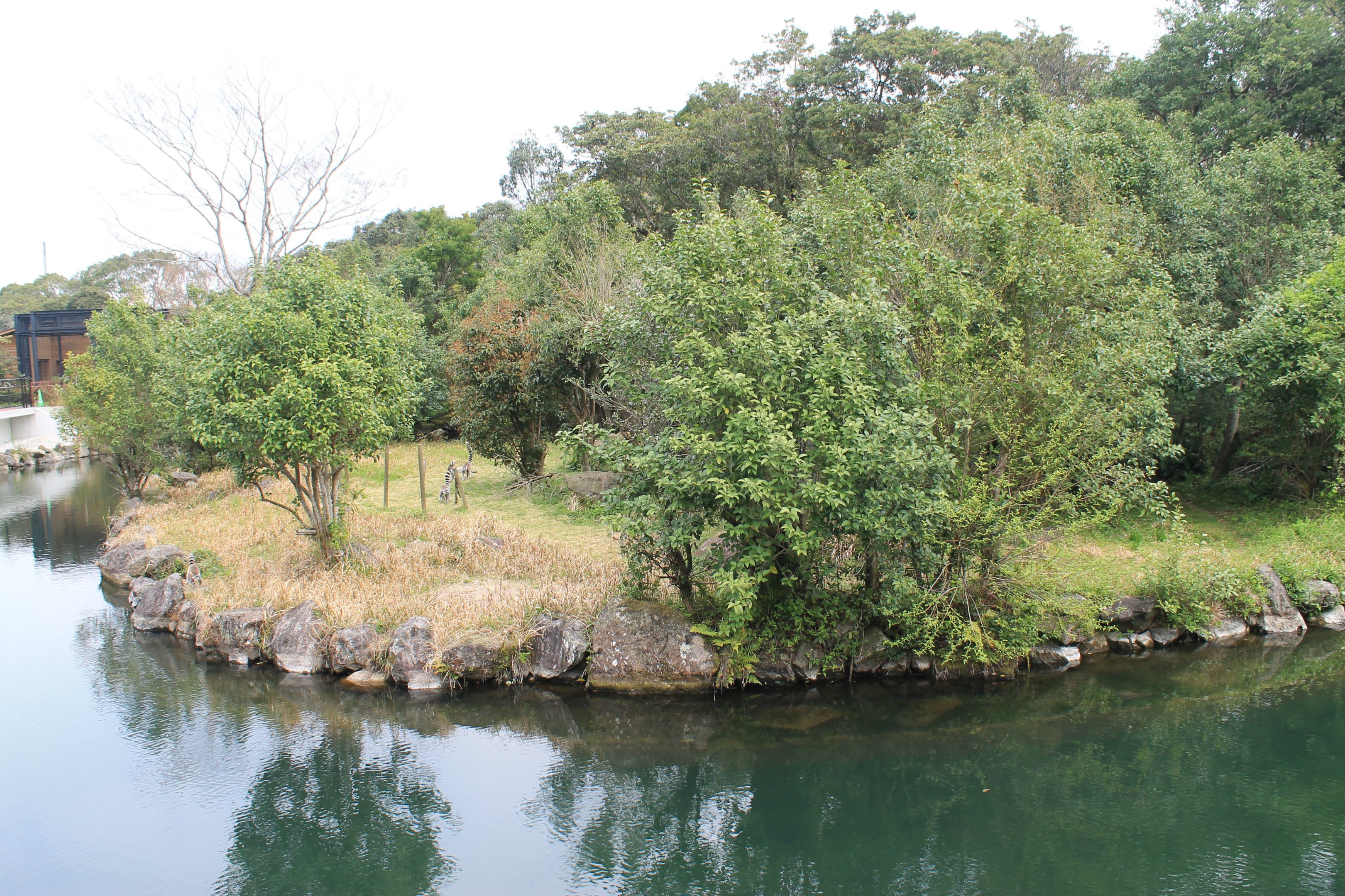 Ring-tailed Lemur island - Hirakawa Zoo (Kagoshima)